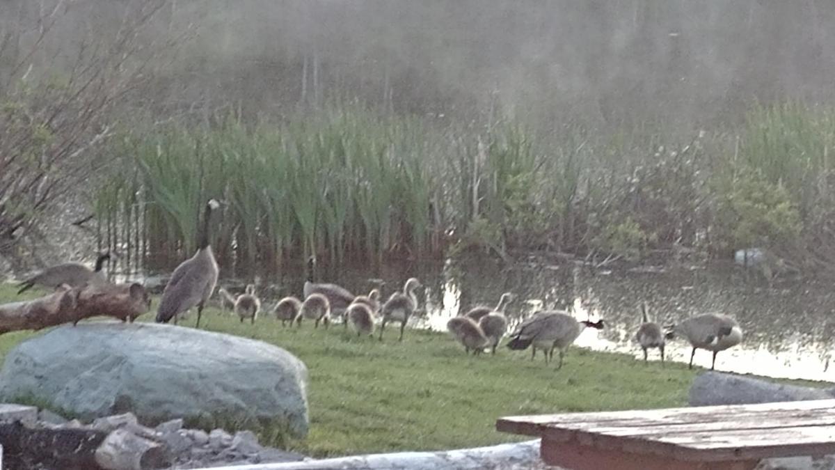 Duck Lake Lodge photo 37