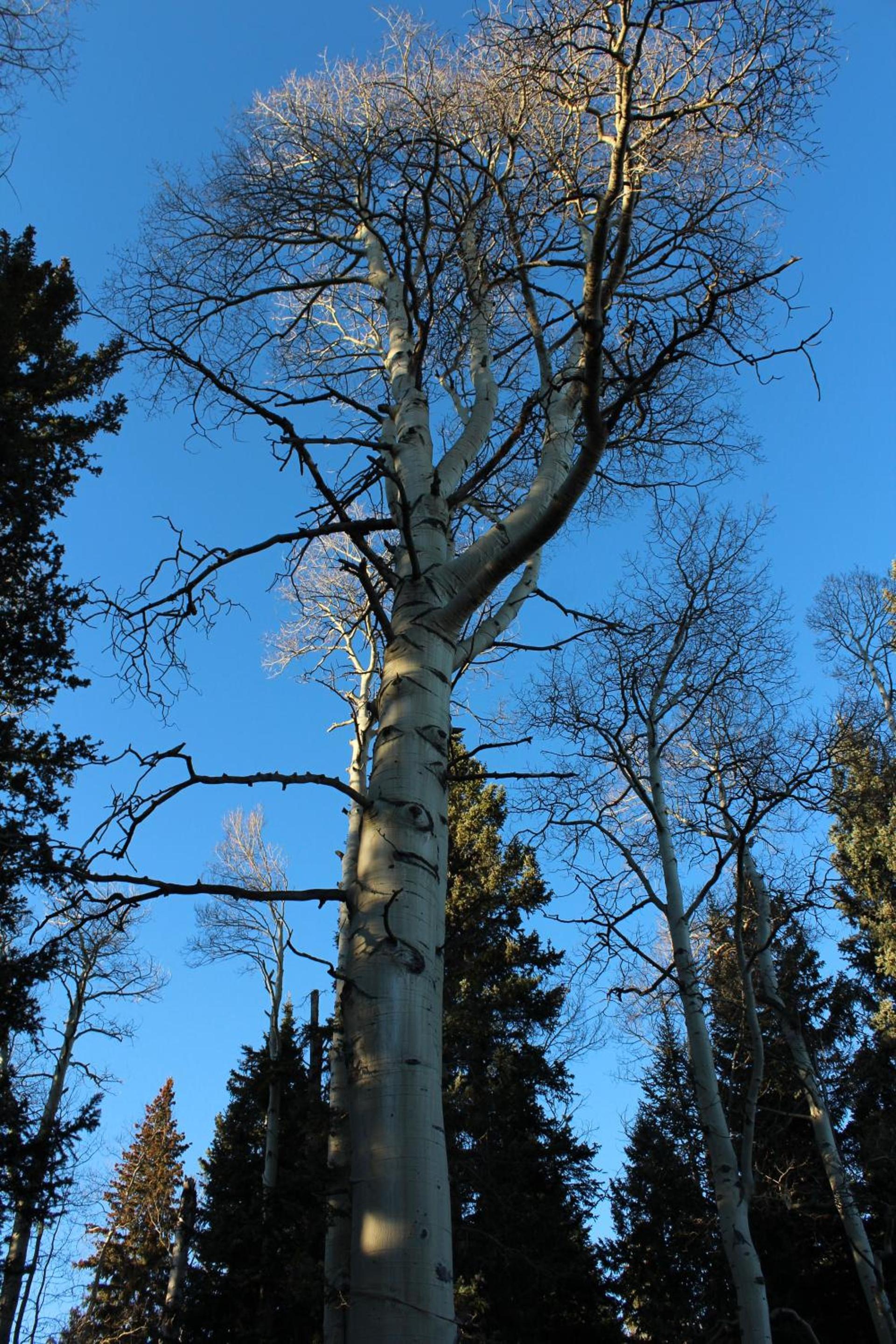 Arrowhead Mountain Lodge photo 82
