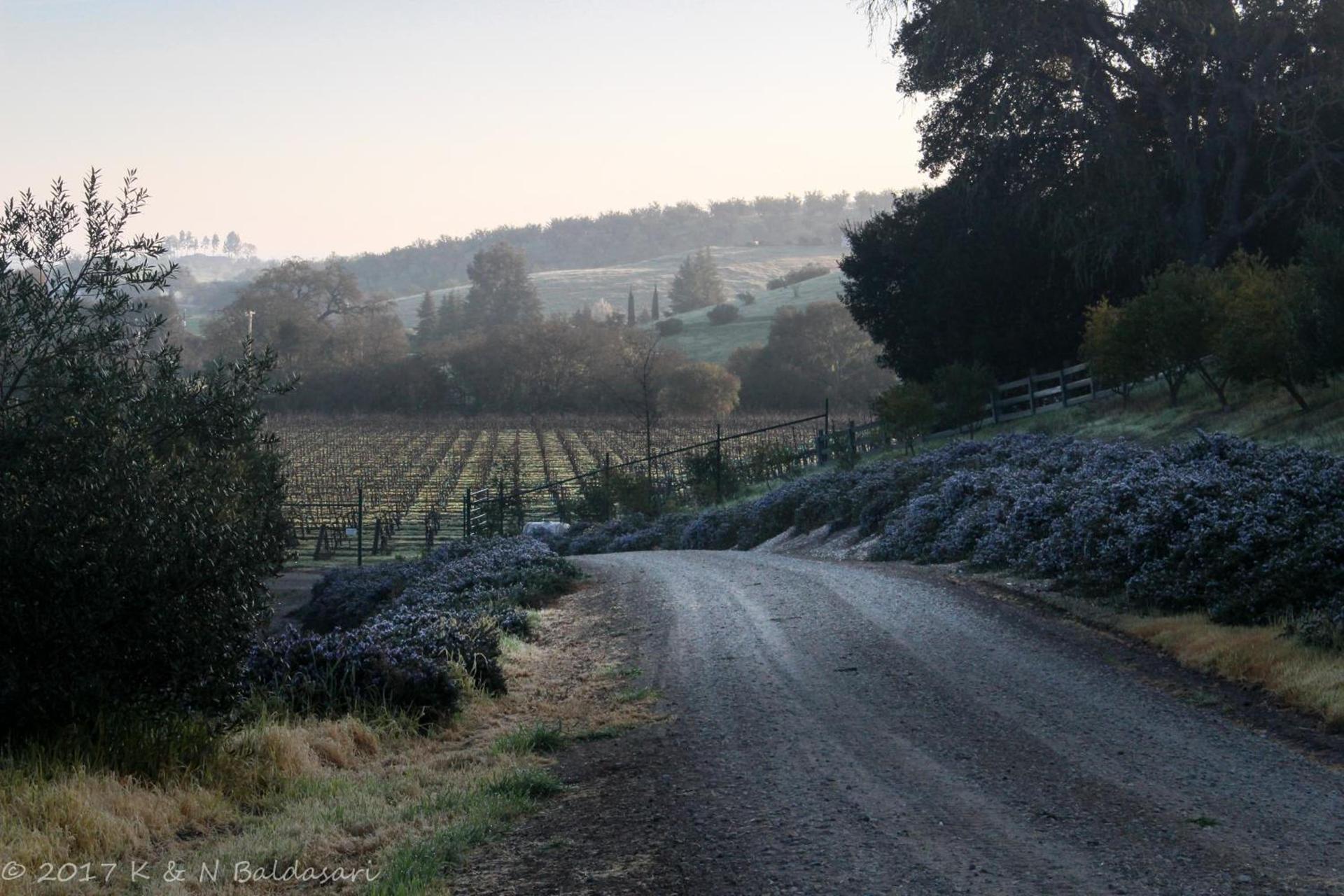 The Eden House Vineyard photo 59