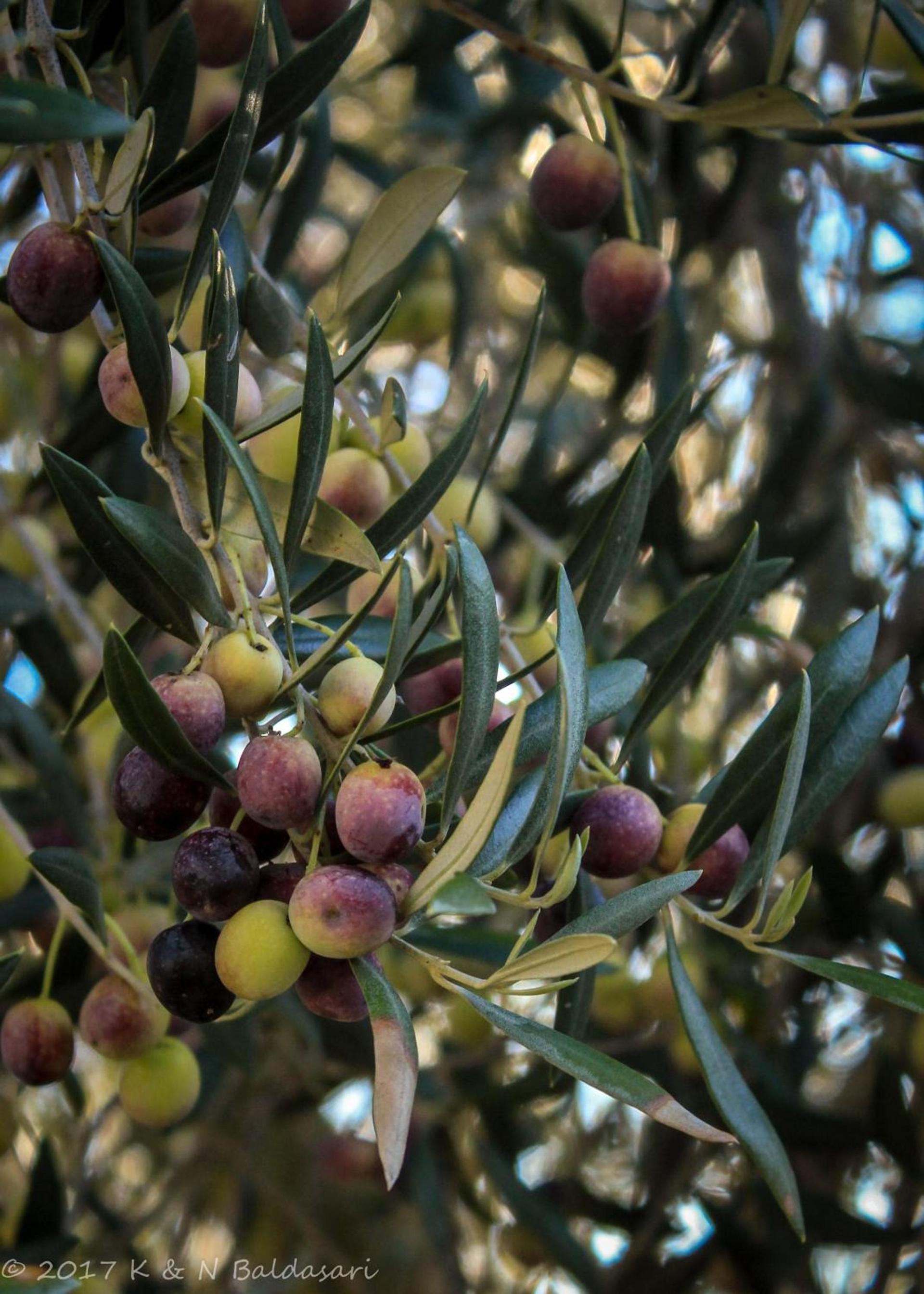 The Eden House Vineyard photo 60