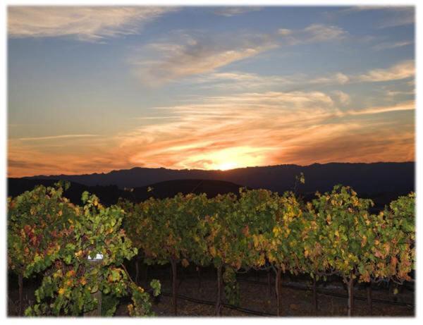 The Eden House Vineyard photo 2