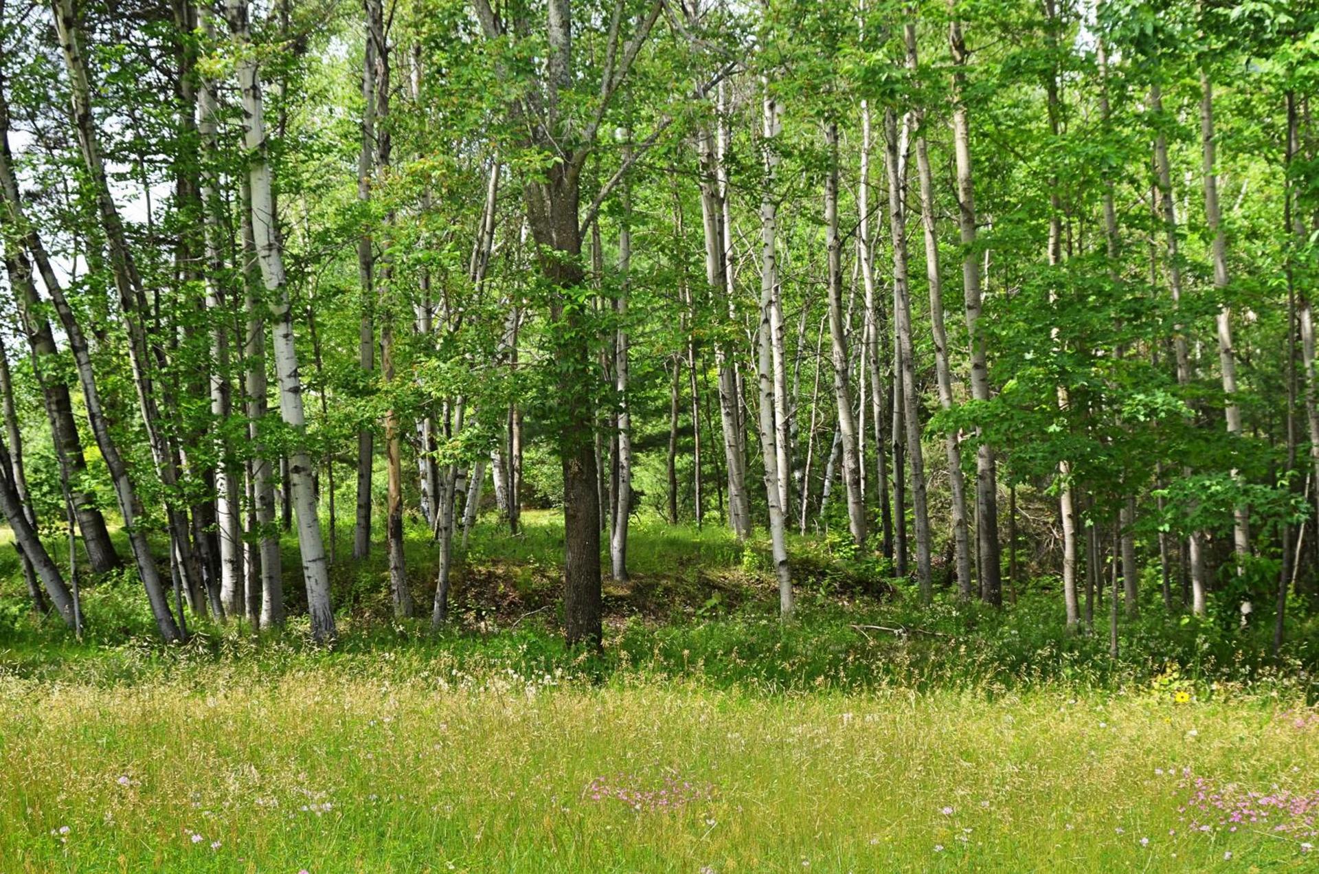 Hungry Trout Resort photo 9