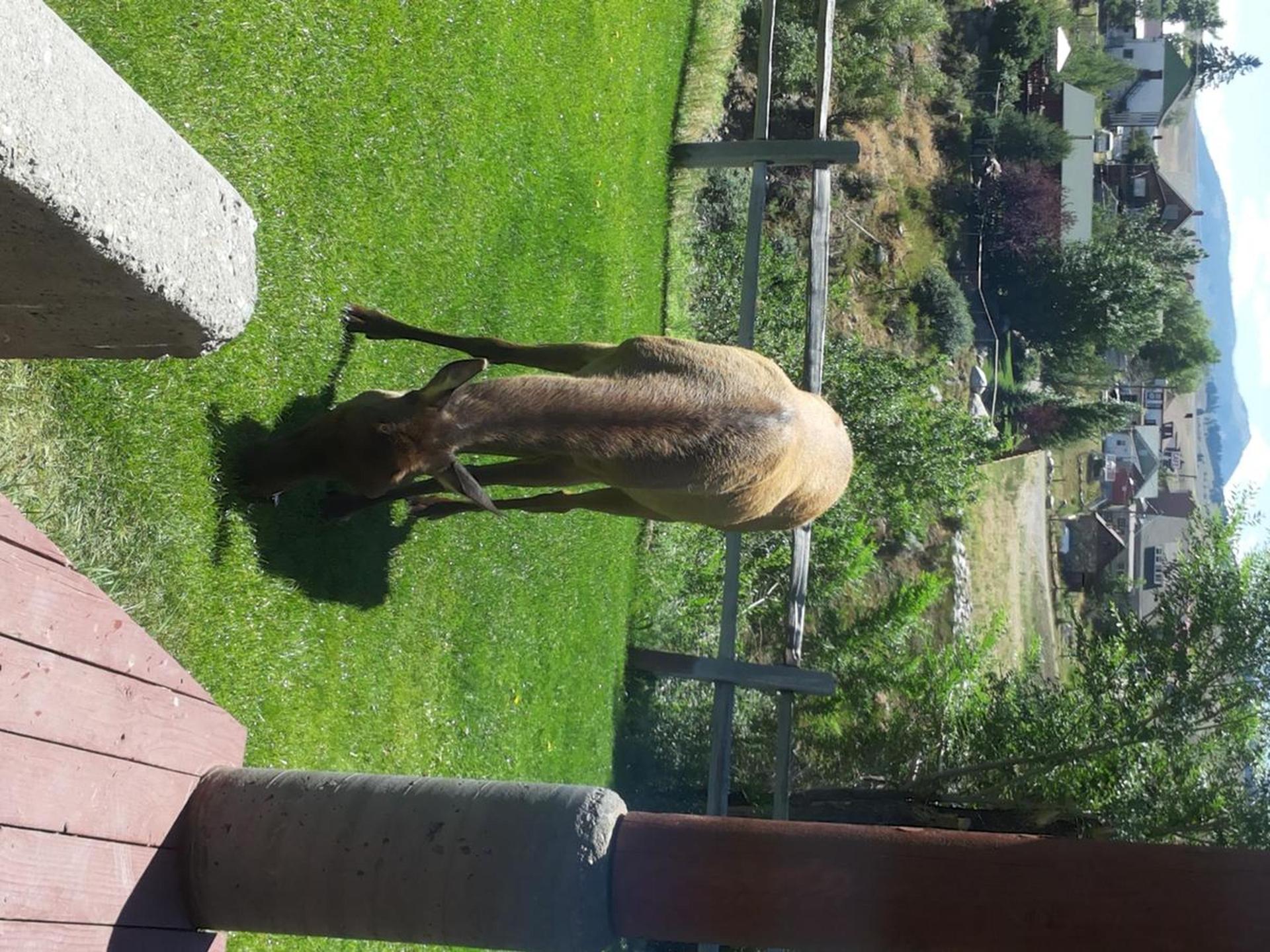 Absaroka Lodge photo 11