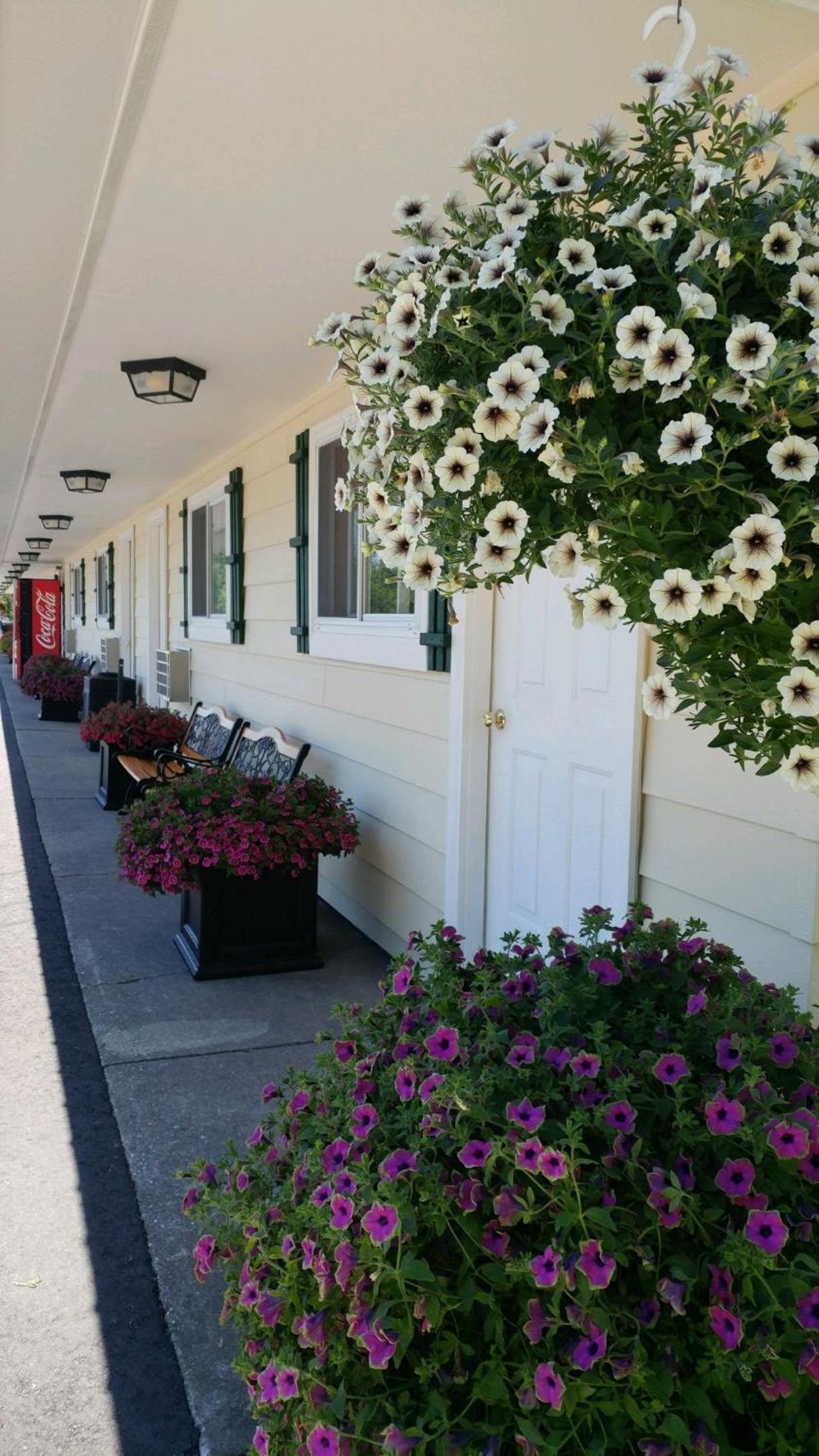 Sunset Motel at Armand's Gardens photo 19