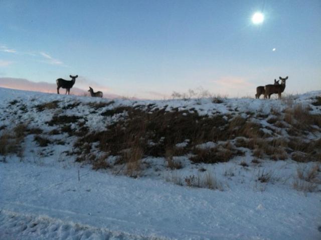 Teton Valley Cabins photo 23