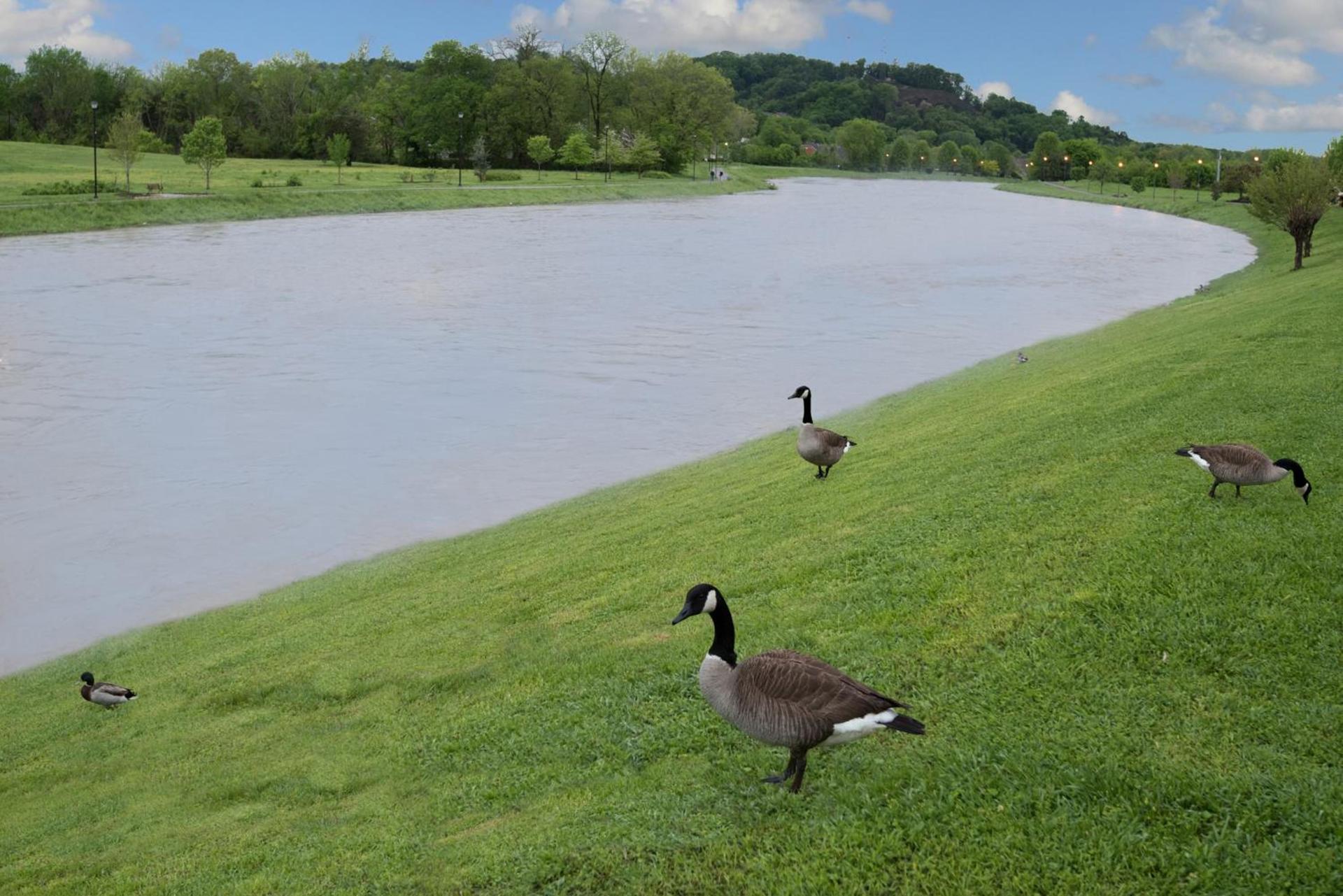 Econo Lodge Sevierville-Pigeon Forge on the River photo 6