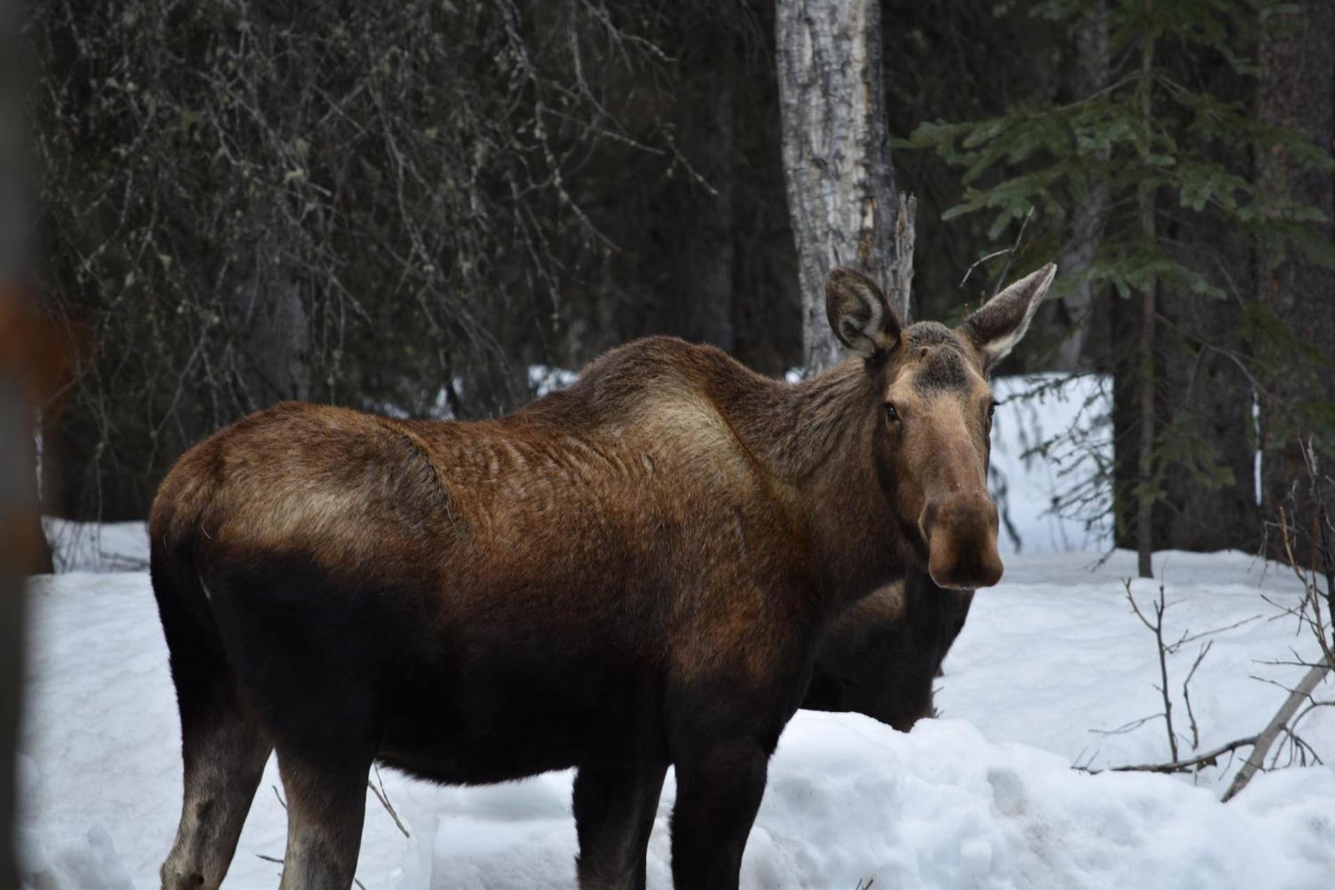 Backwoods Lodge photo 15