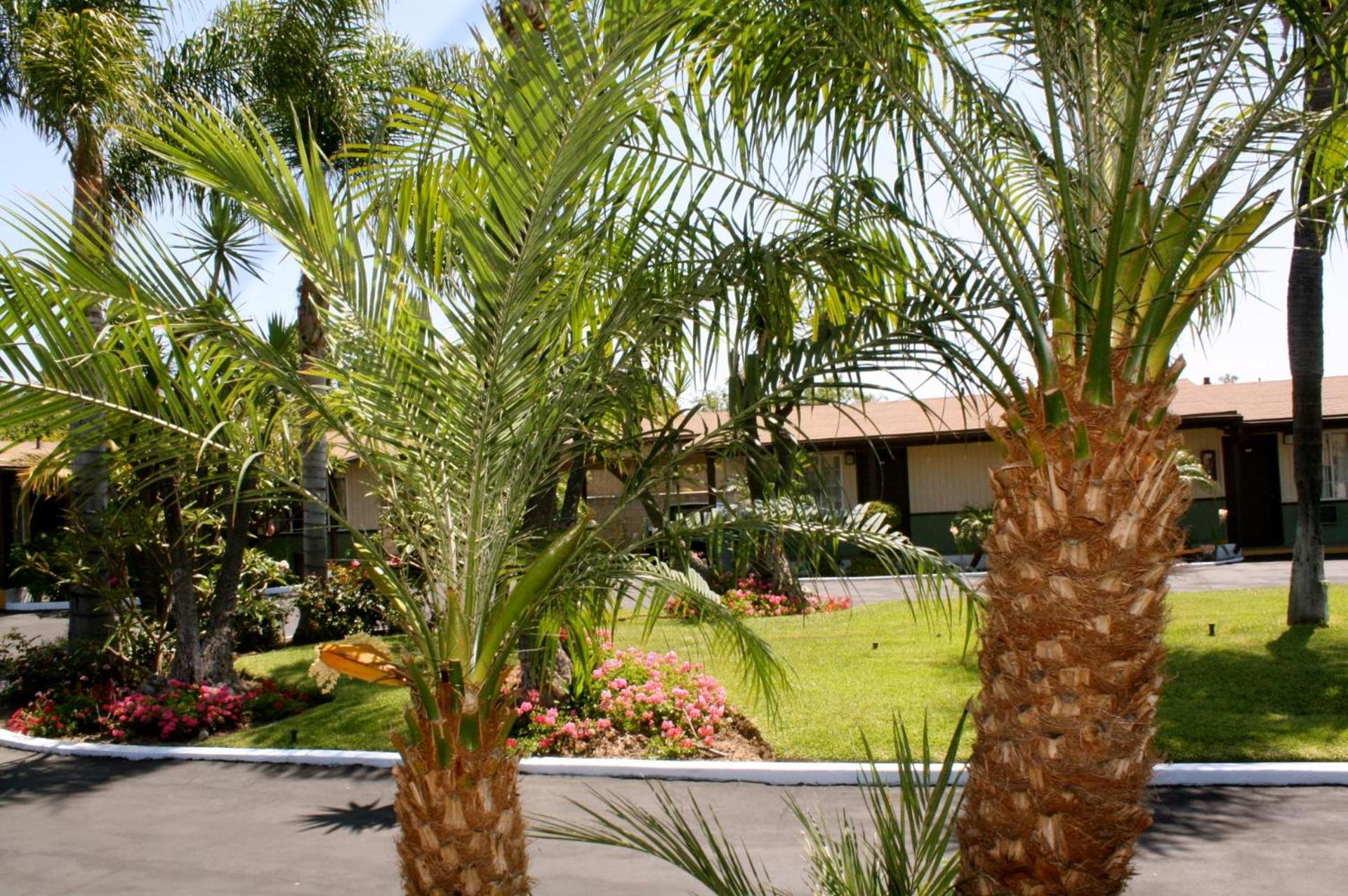 Palm Tropics Motel photo 12