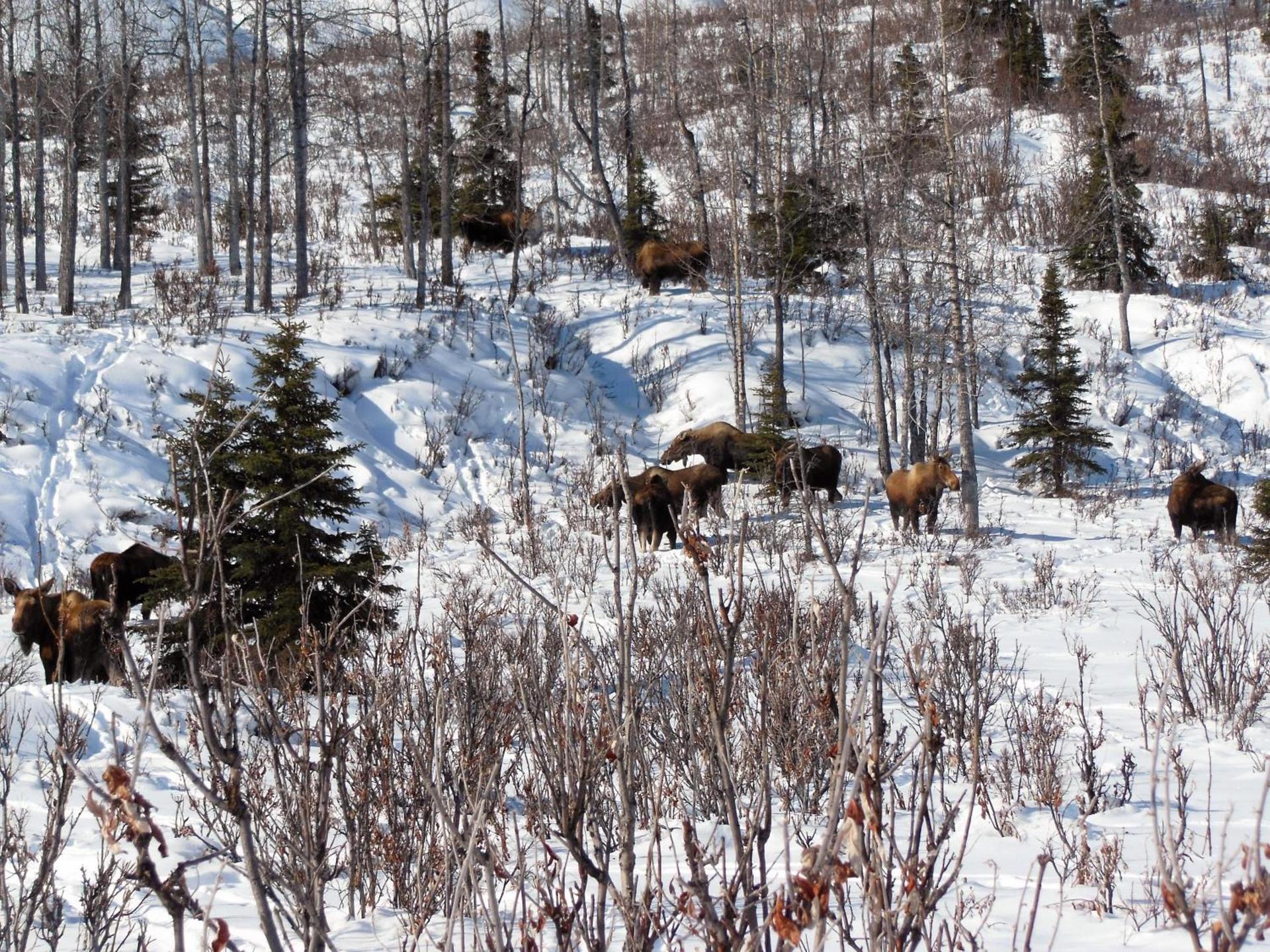 Backwoods Lodge photo 19