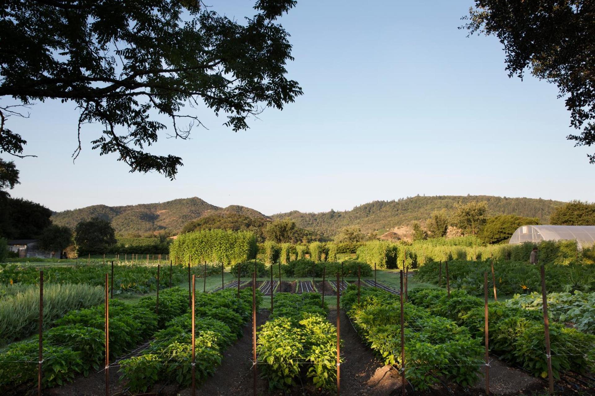 Napa Valley Lodge photo 15