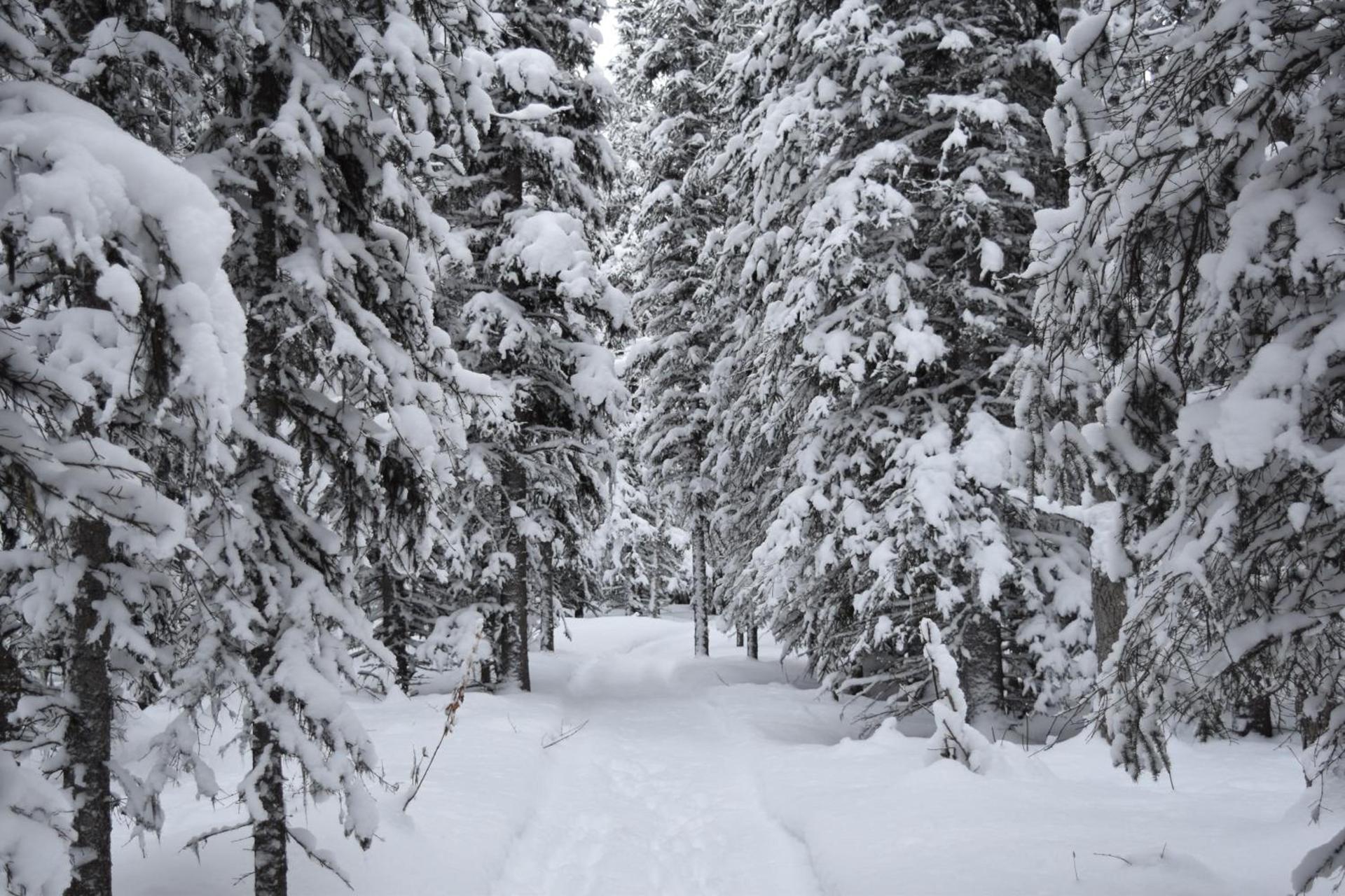 Backwoods Lodge photo 24