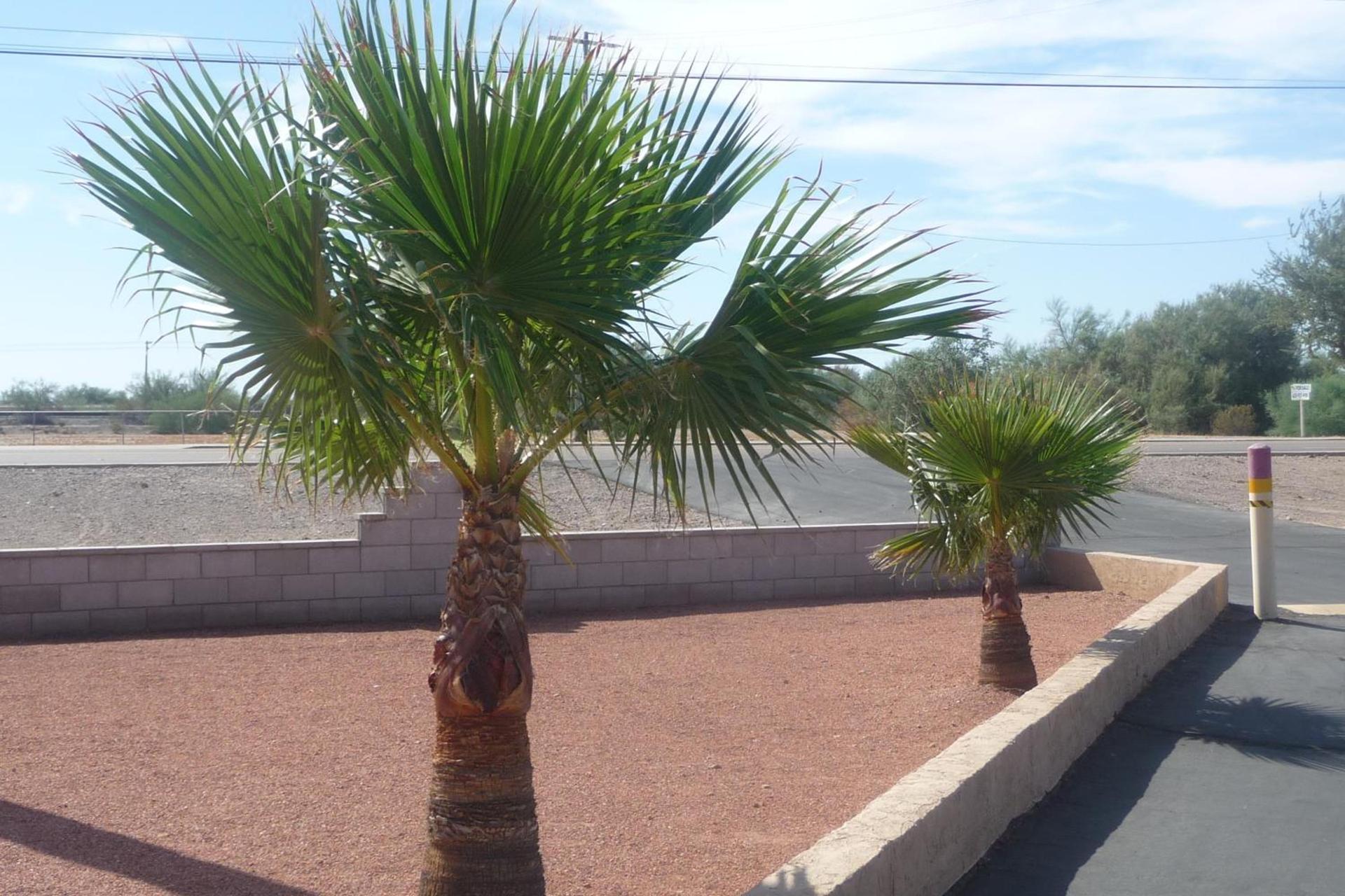 Palms Inn photo 16