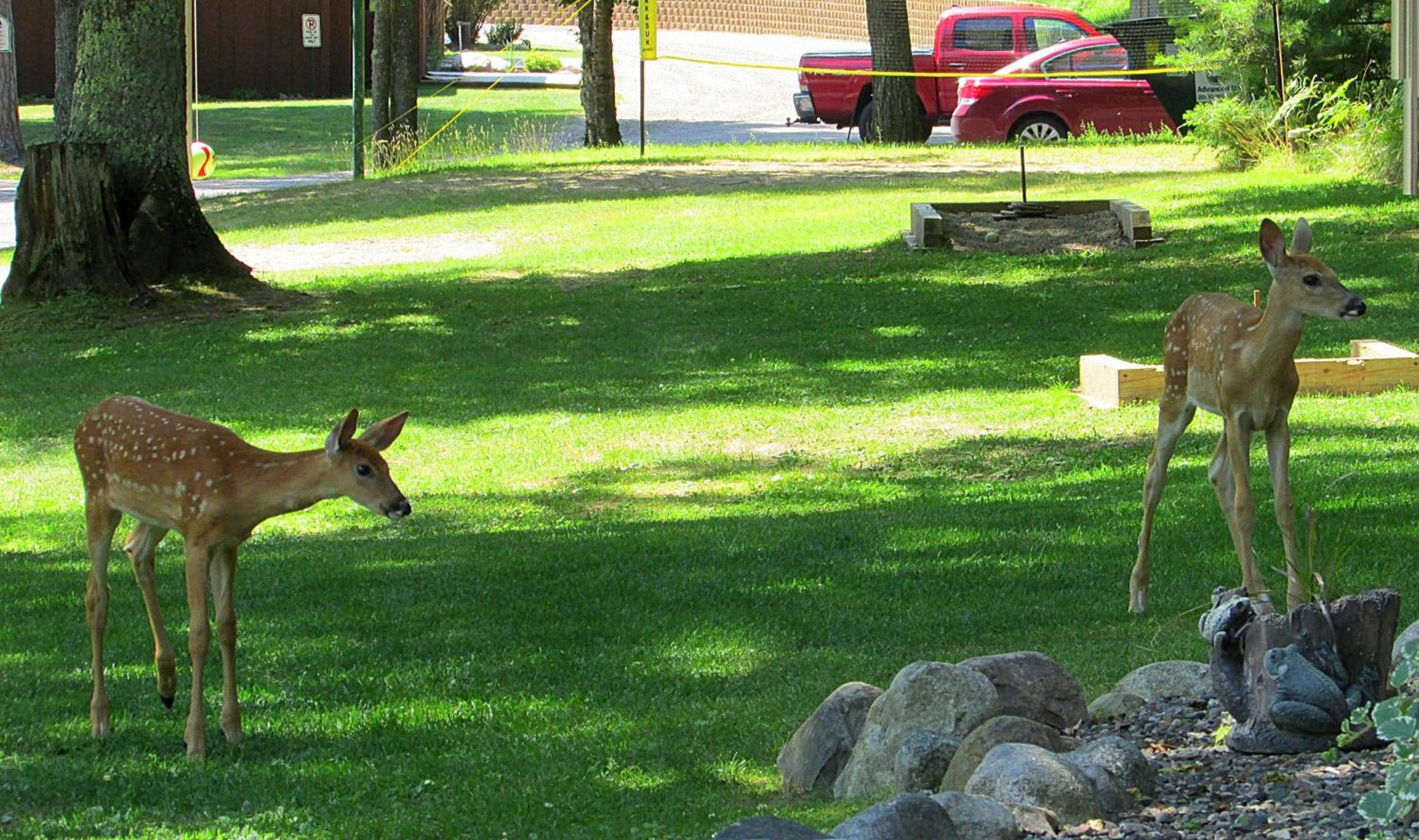 Lake Forest Resort photo 11