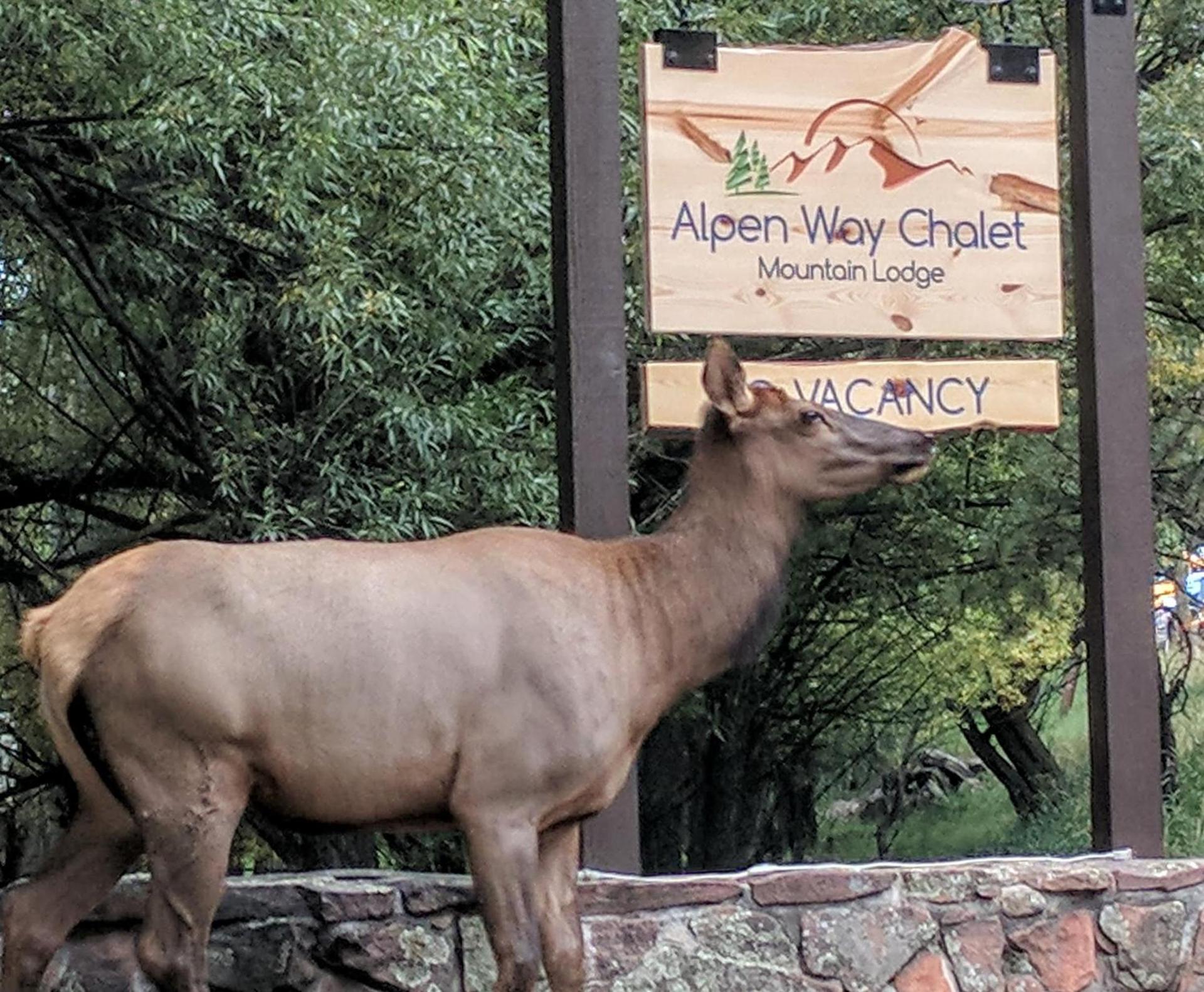 Alpen Way Chalet Mountain Lodge photo 65