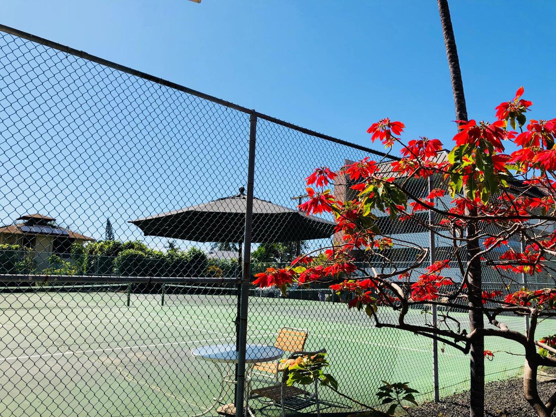 Kona Magic Honu Room photo 21