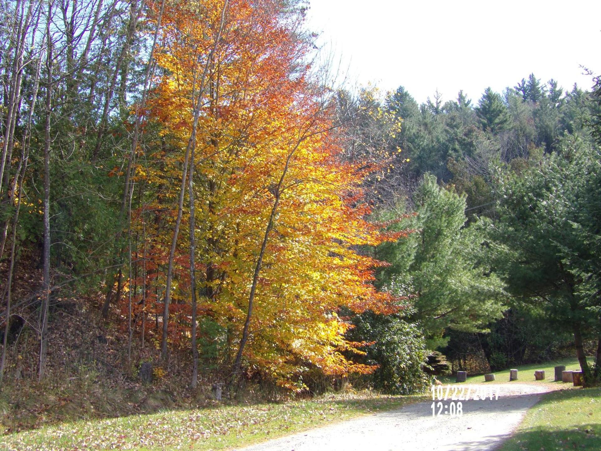 Pine Crest Motel & Cabins photo 74