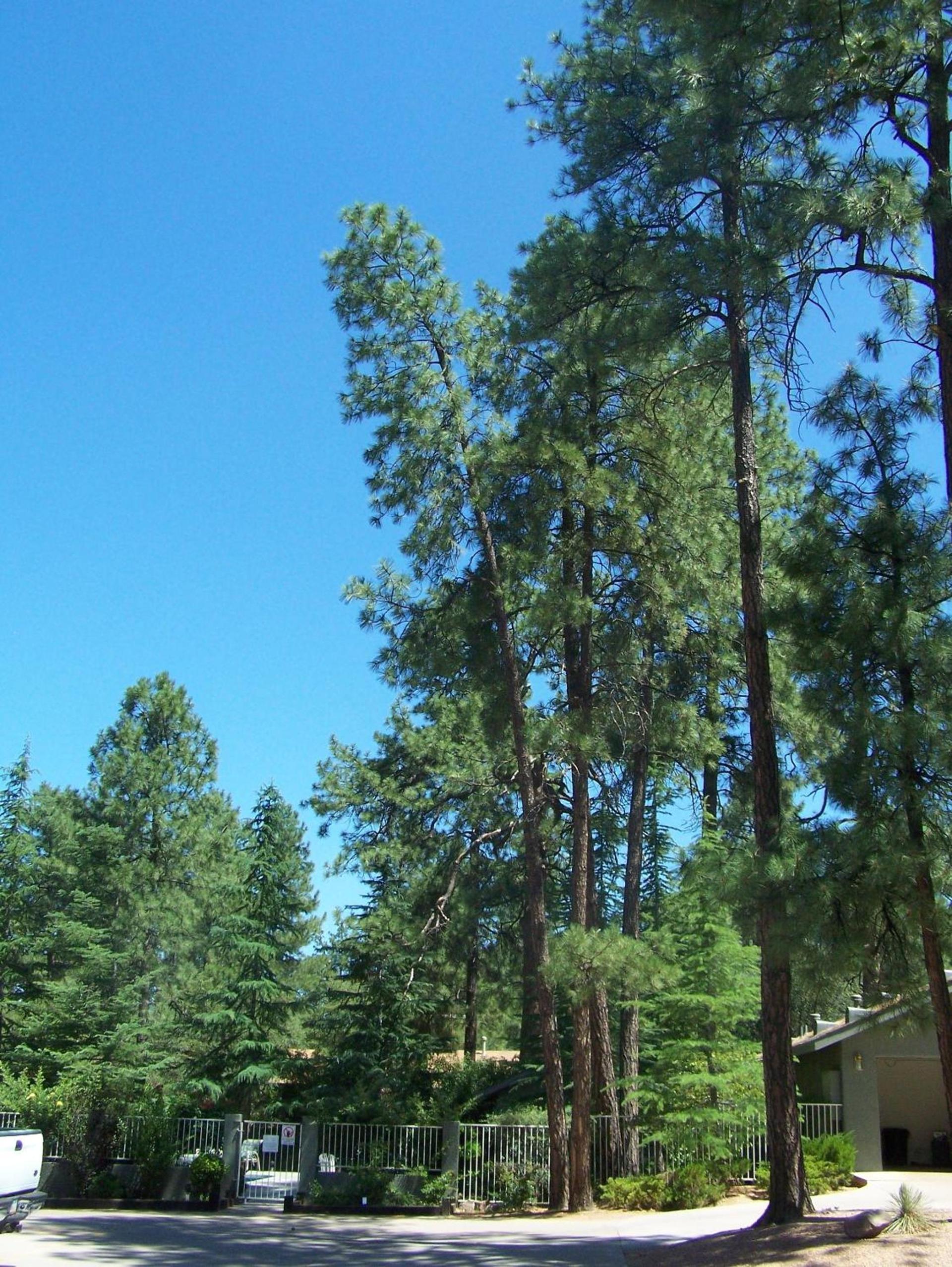 Majestic Mountain Inn photo 19