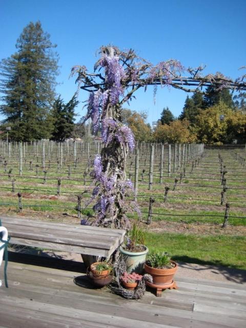 Pearlessence Vineyard Inn photo 10