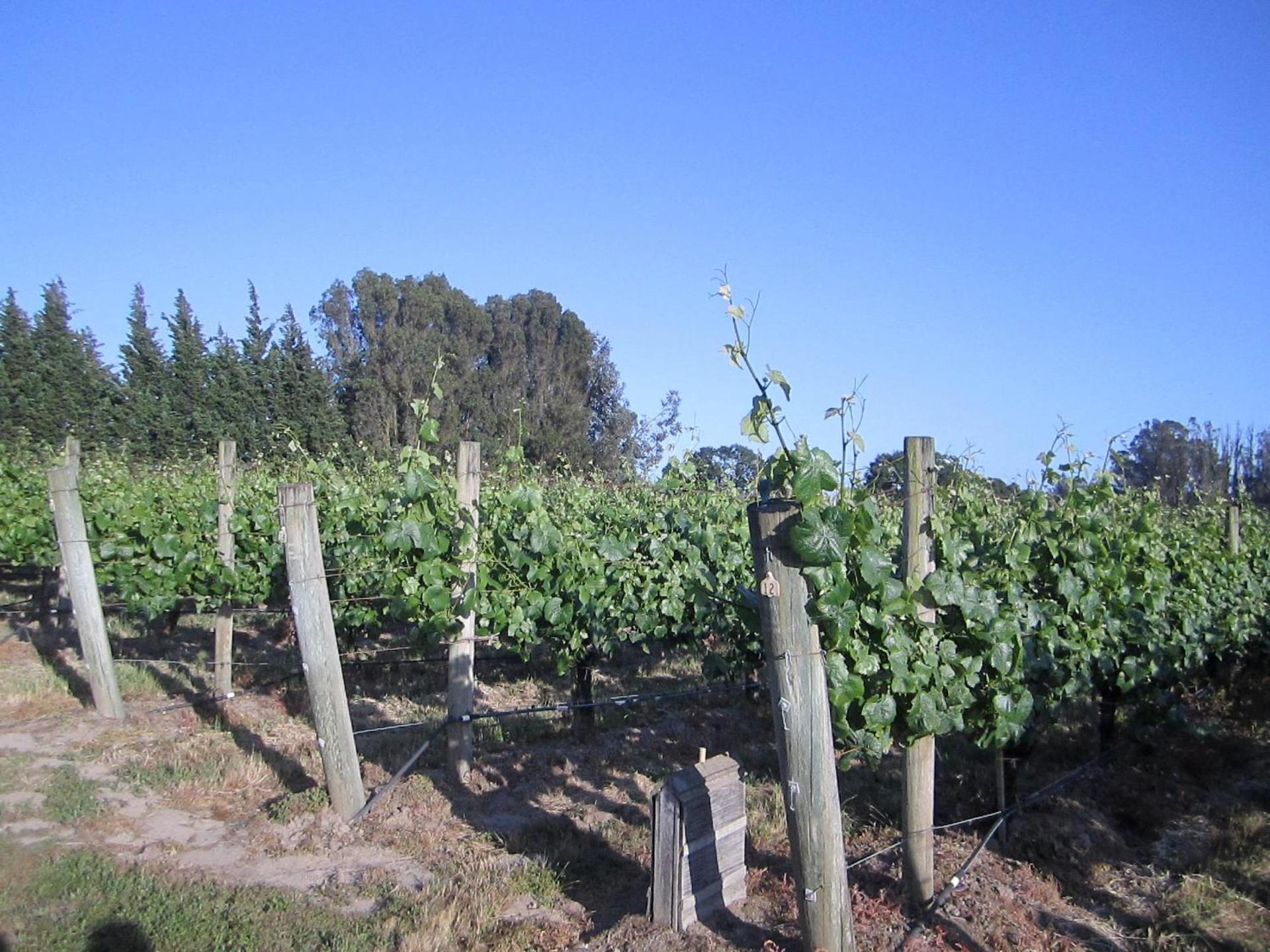 Pearlessence Vineyard Inn photo 5