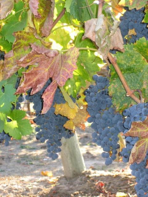 Pearlessence Vineyard Inn photo 4