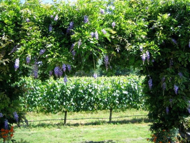 Pearlessence Vineyard Inn photo 14
