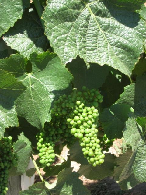 Pearlessence Vineyard Inn photo 17