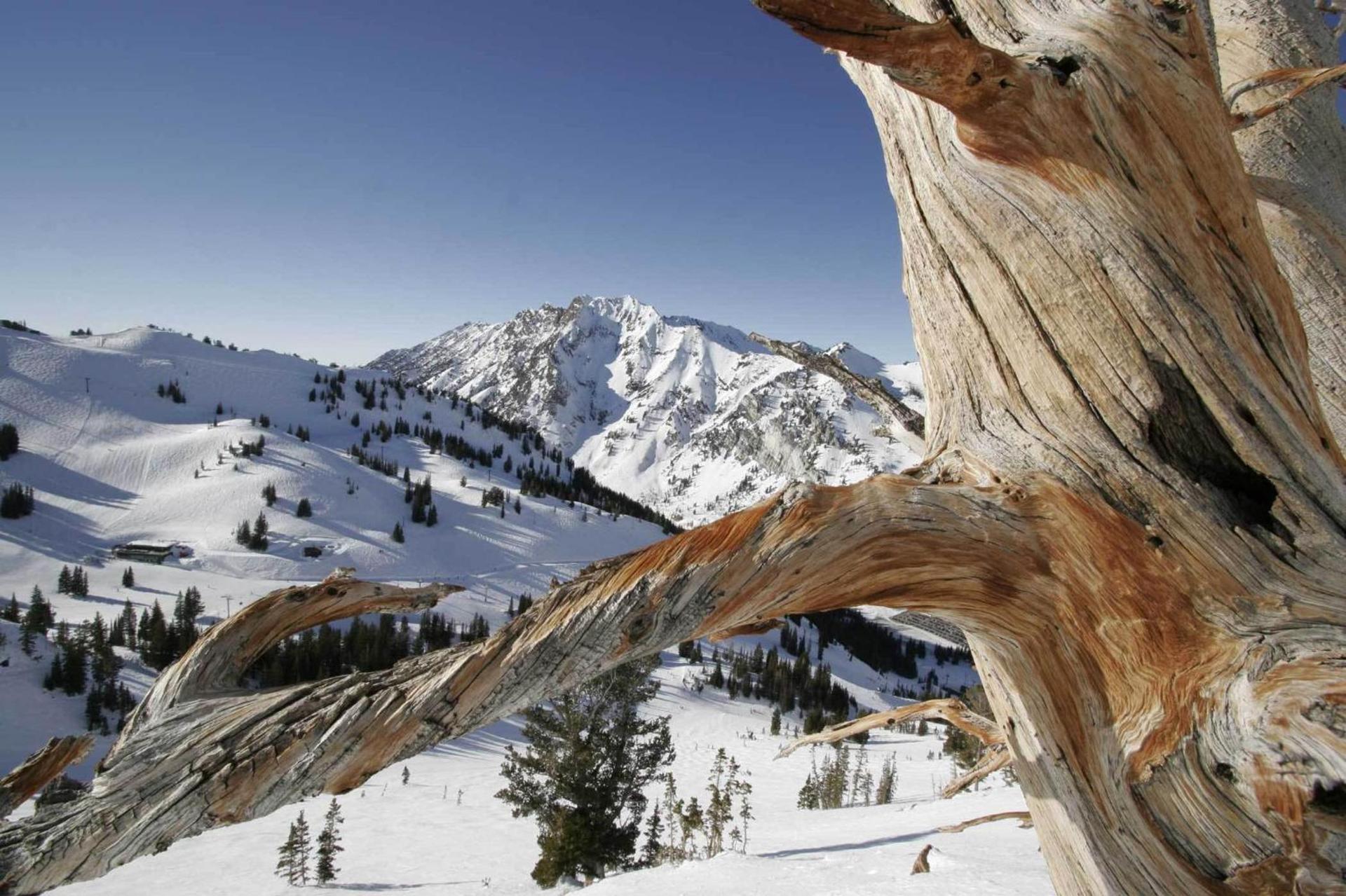 Alta's Rustler Lodge photo 62