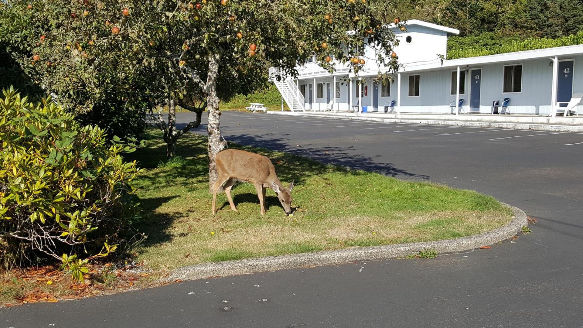 Winchester Bay Inn photo 30