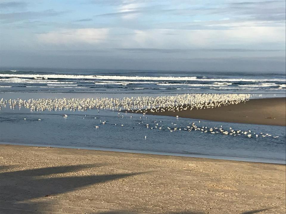 Webb's Scenic Surf photo 90