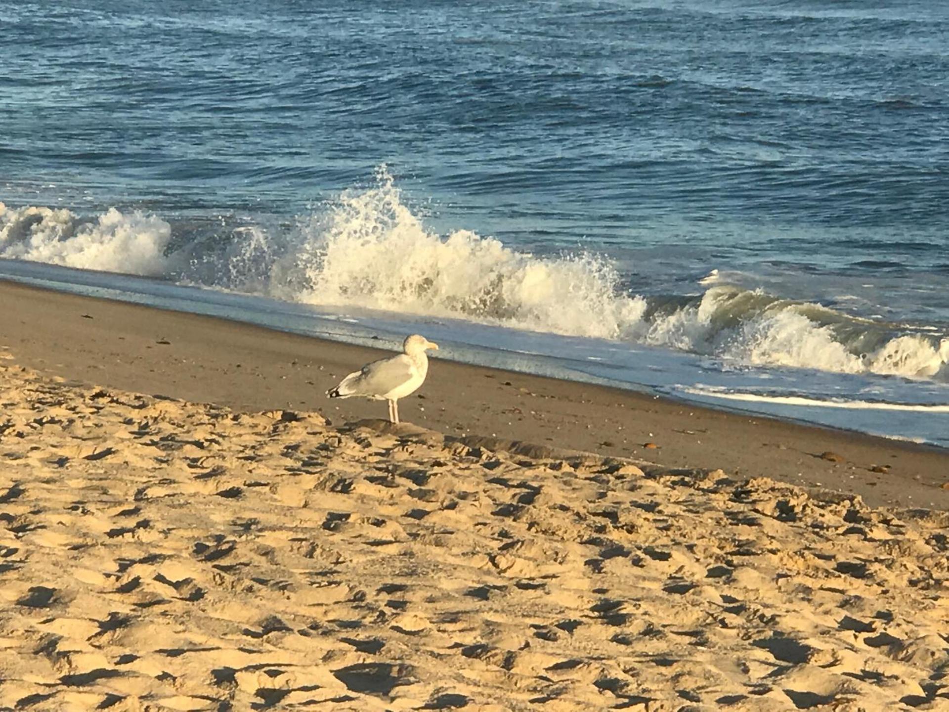 Ocean Surf Resort photo 15