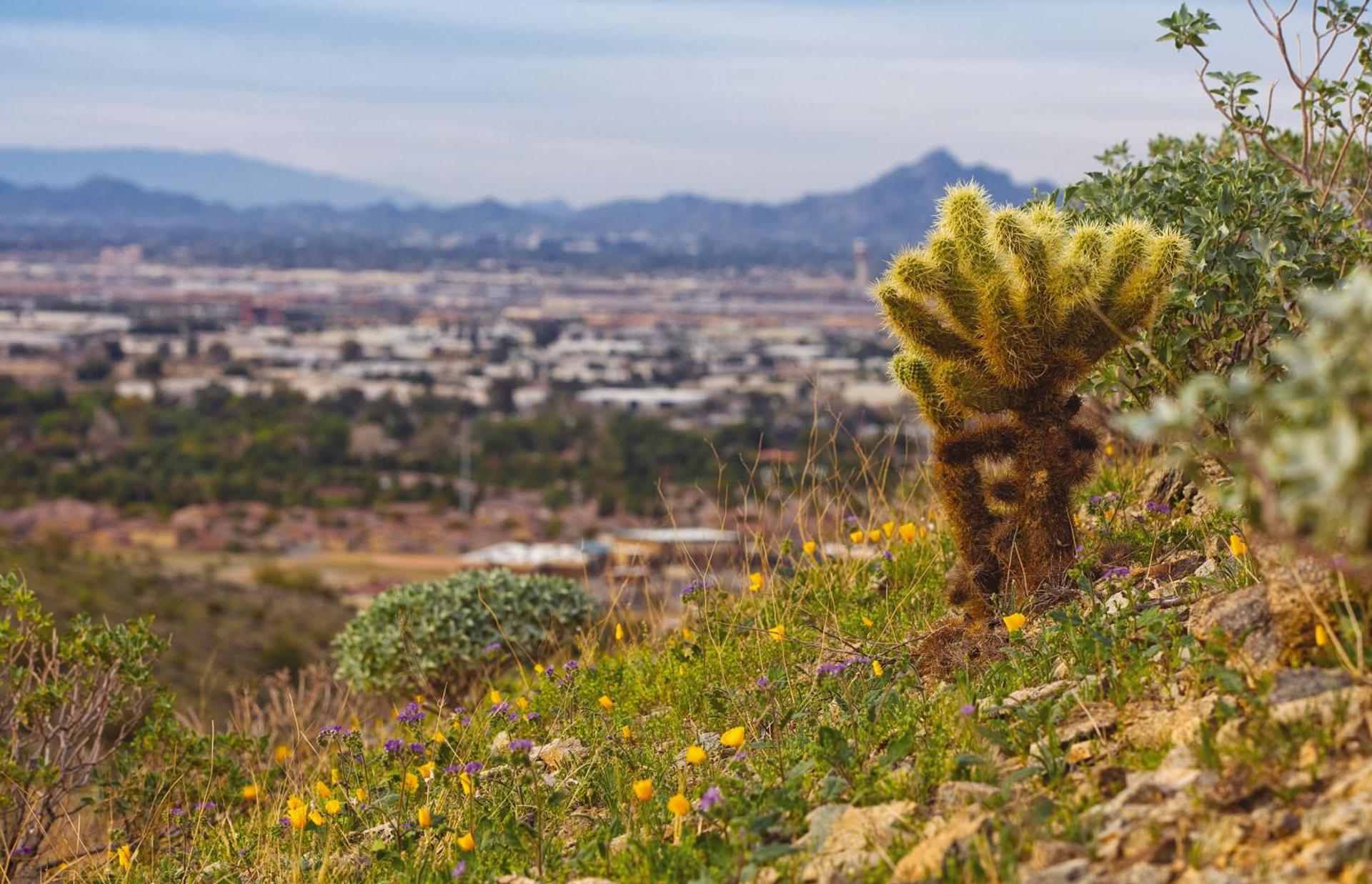 WorldMark Phoenix - South Mountain Preserve photo 22
