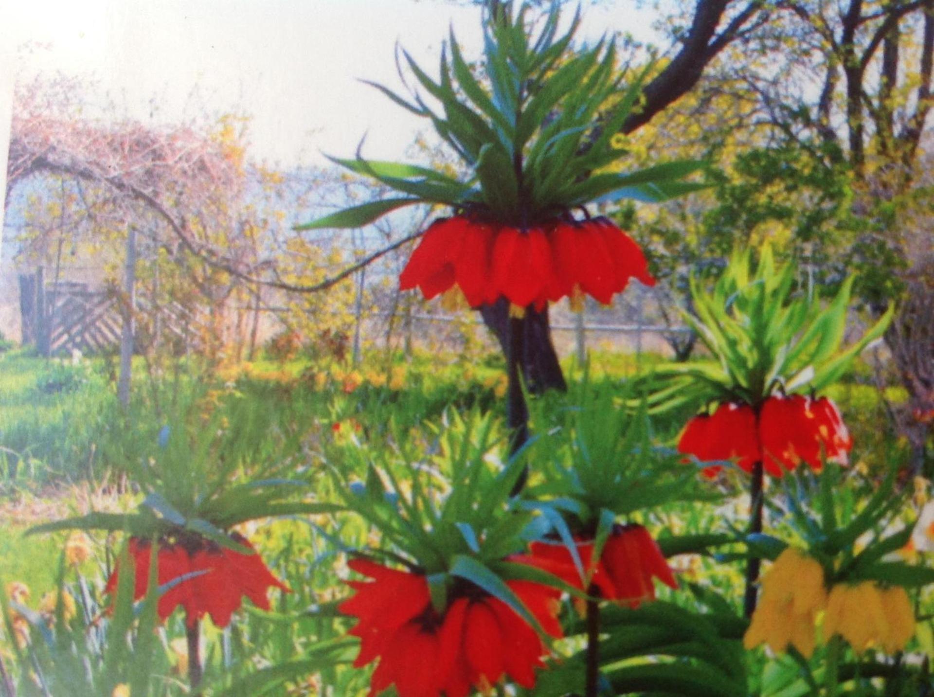 Old Pioneer Garden Country Inn photo 5