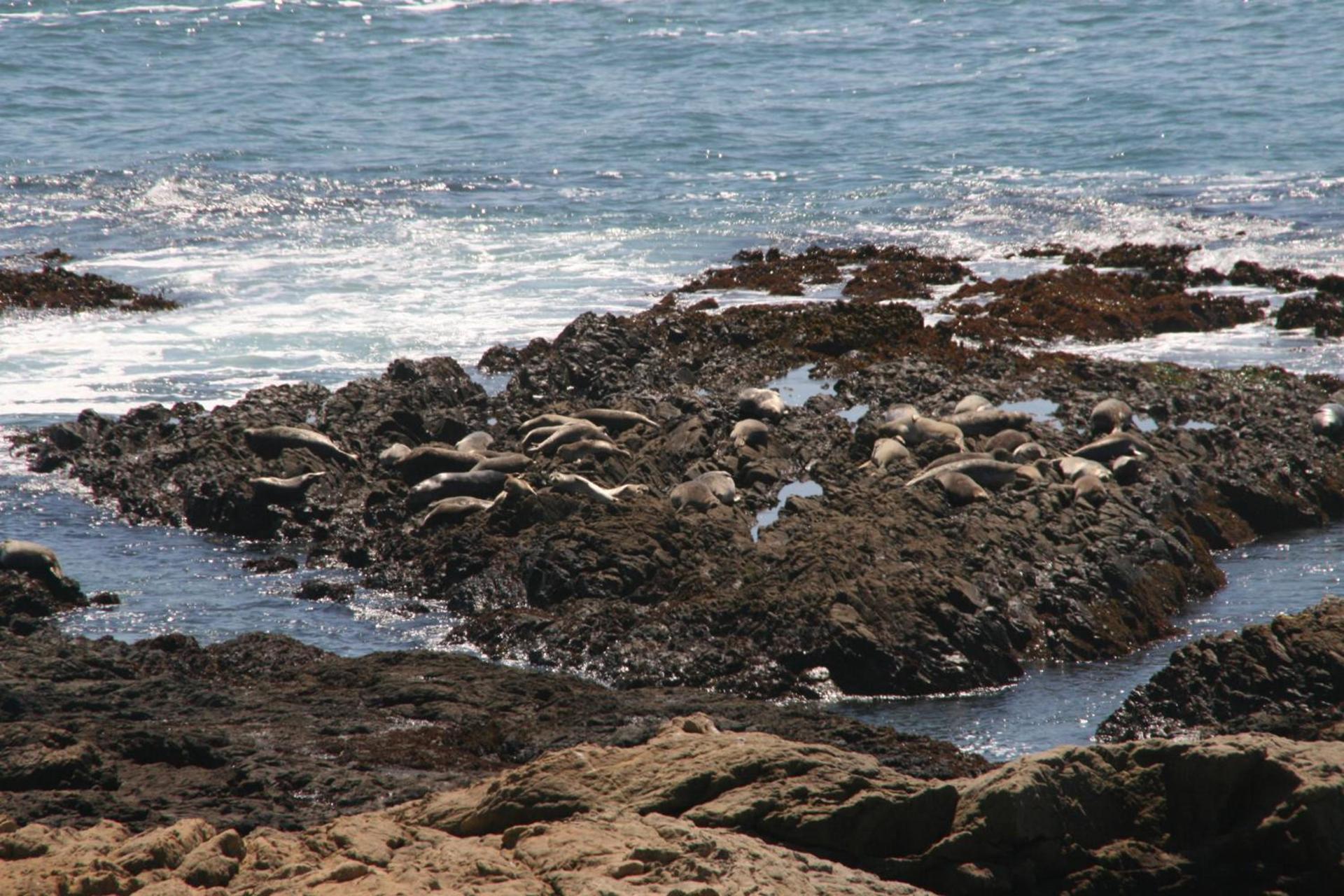 The Oceanfront Inn photo 46