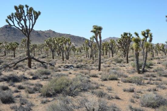9 Palms Inn photo 25