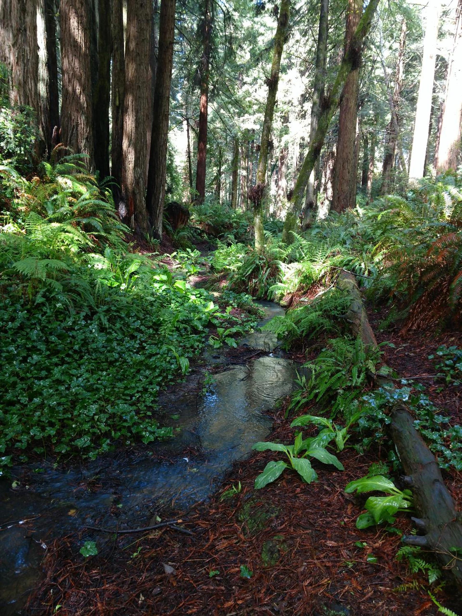 Emerald Forest Cabins photo 8