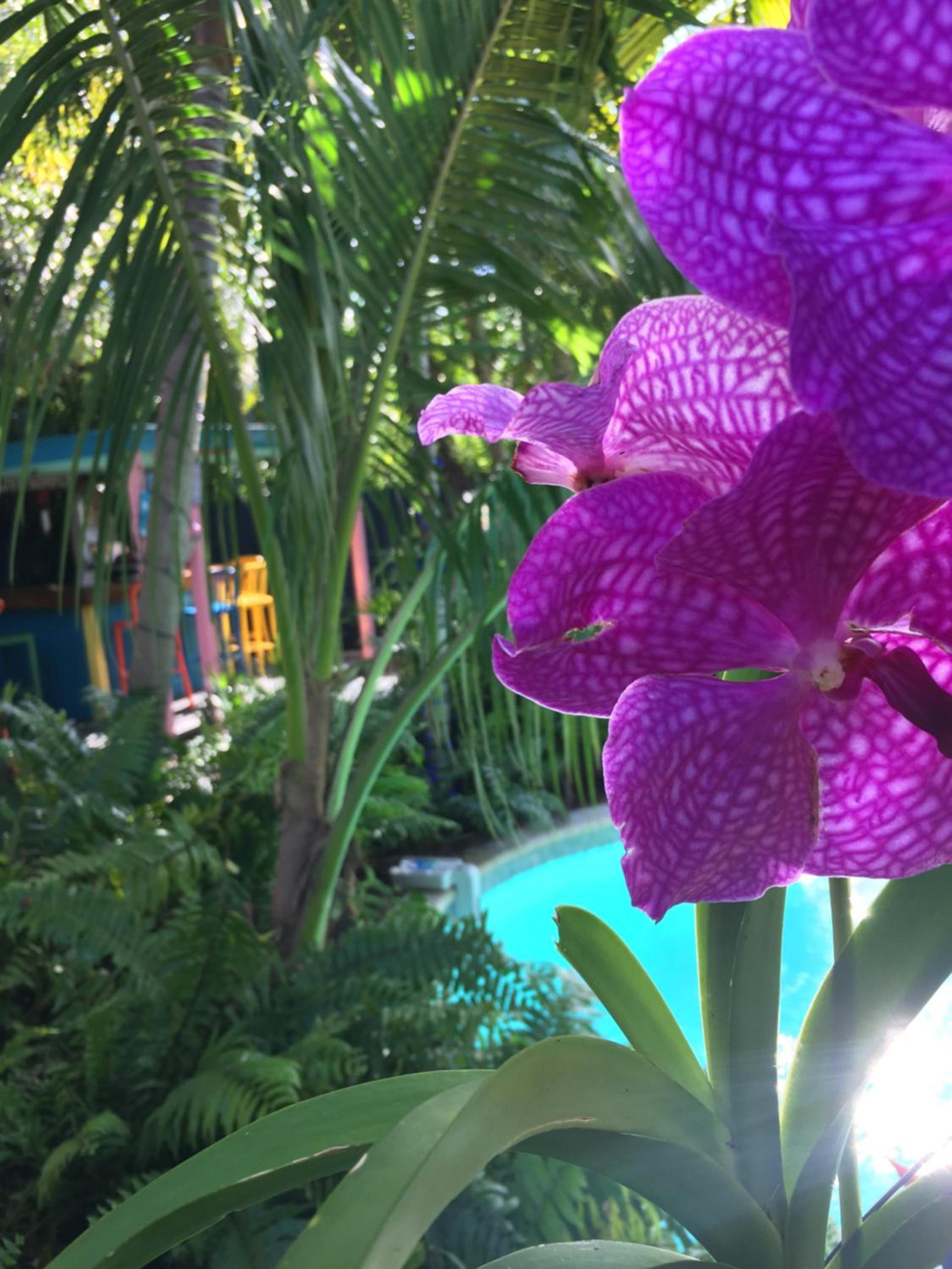 Calypso Inn Wilton Gay Male Resort photo 11