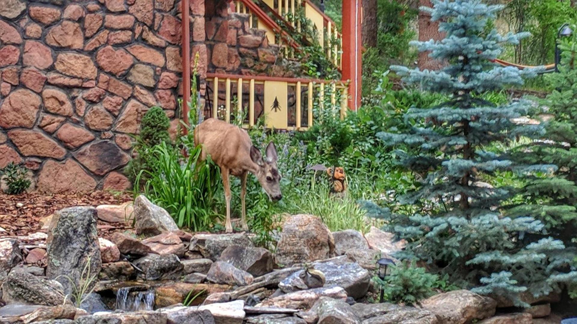 Alpen Way Chalet Mountain Lodge photo 45