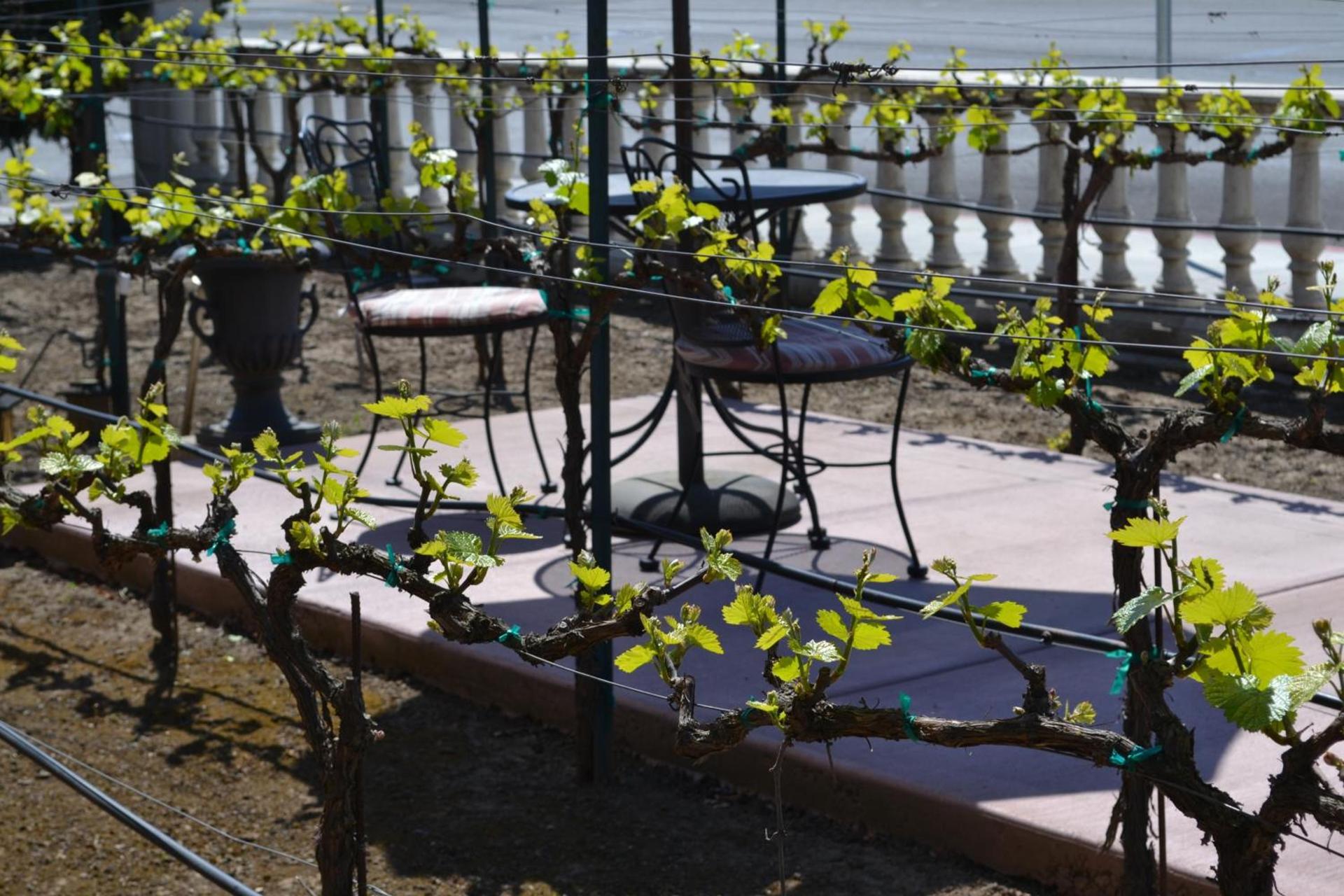 Chardonnay Lodge photo 66