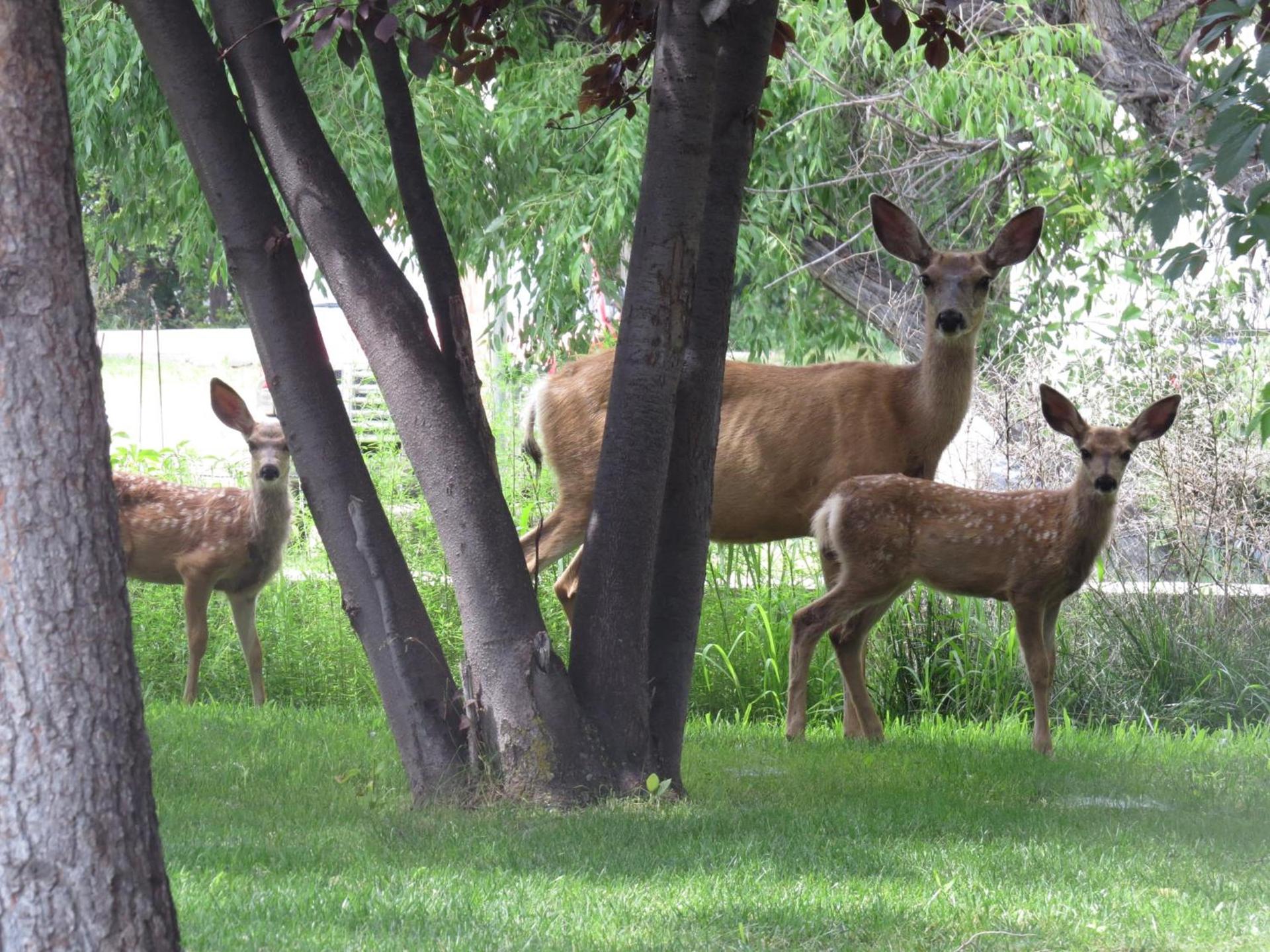 The Pines Country Inn photo 39