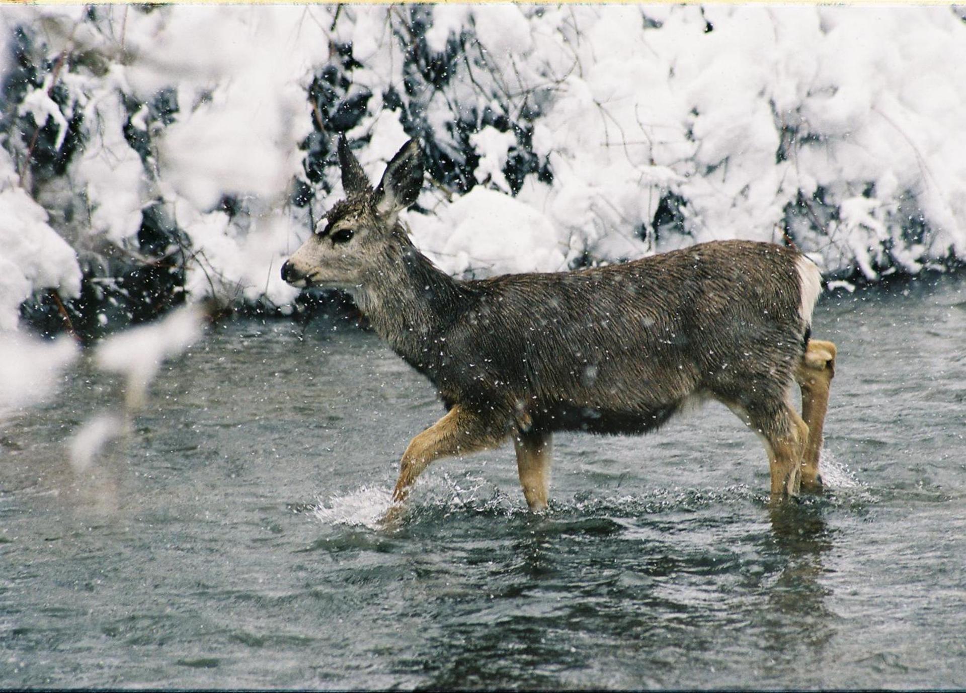 Copper King Lodge photo 18