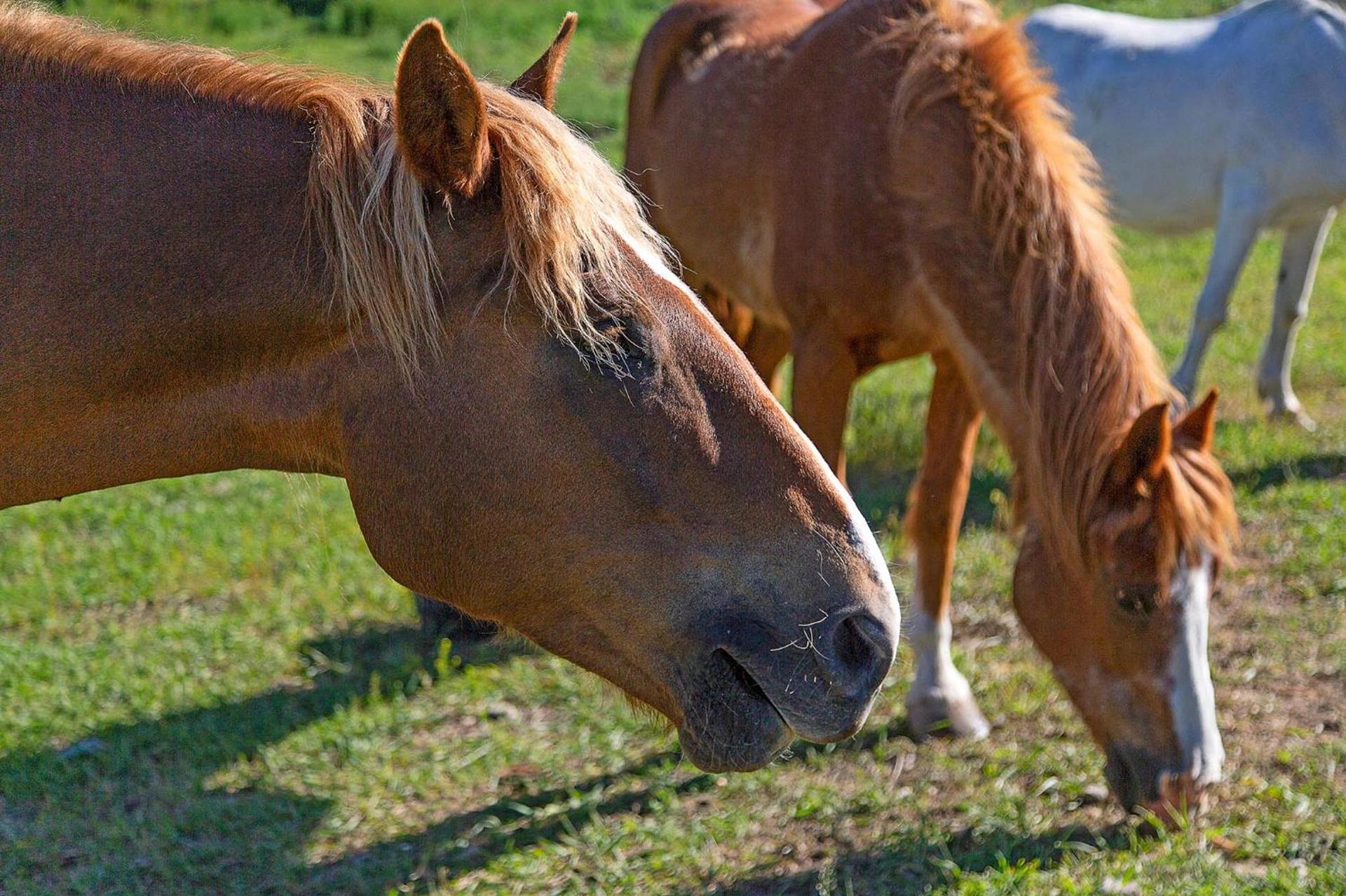 Eden Valley Ranch photo 40