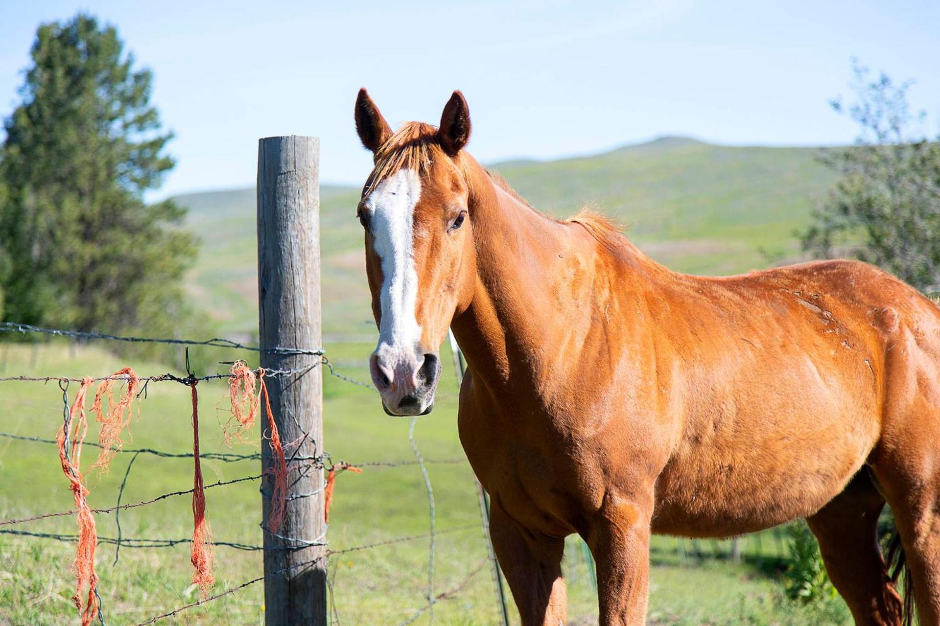 Eden Valley Ranch photo 39