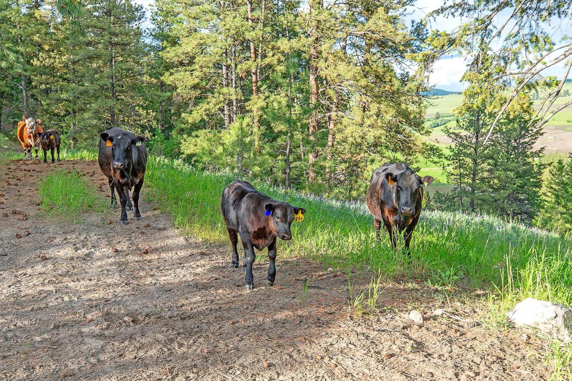 Eden Valley Ranch photo 36