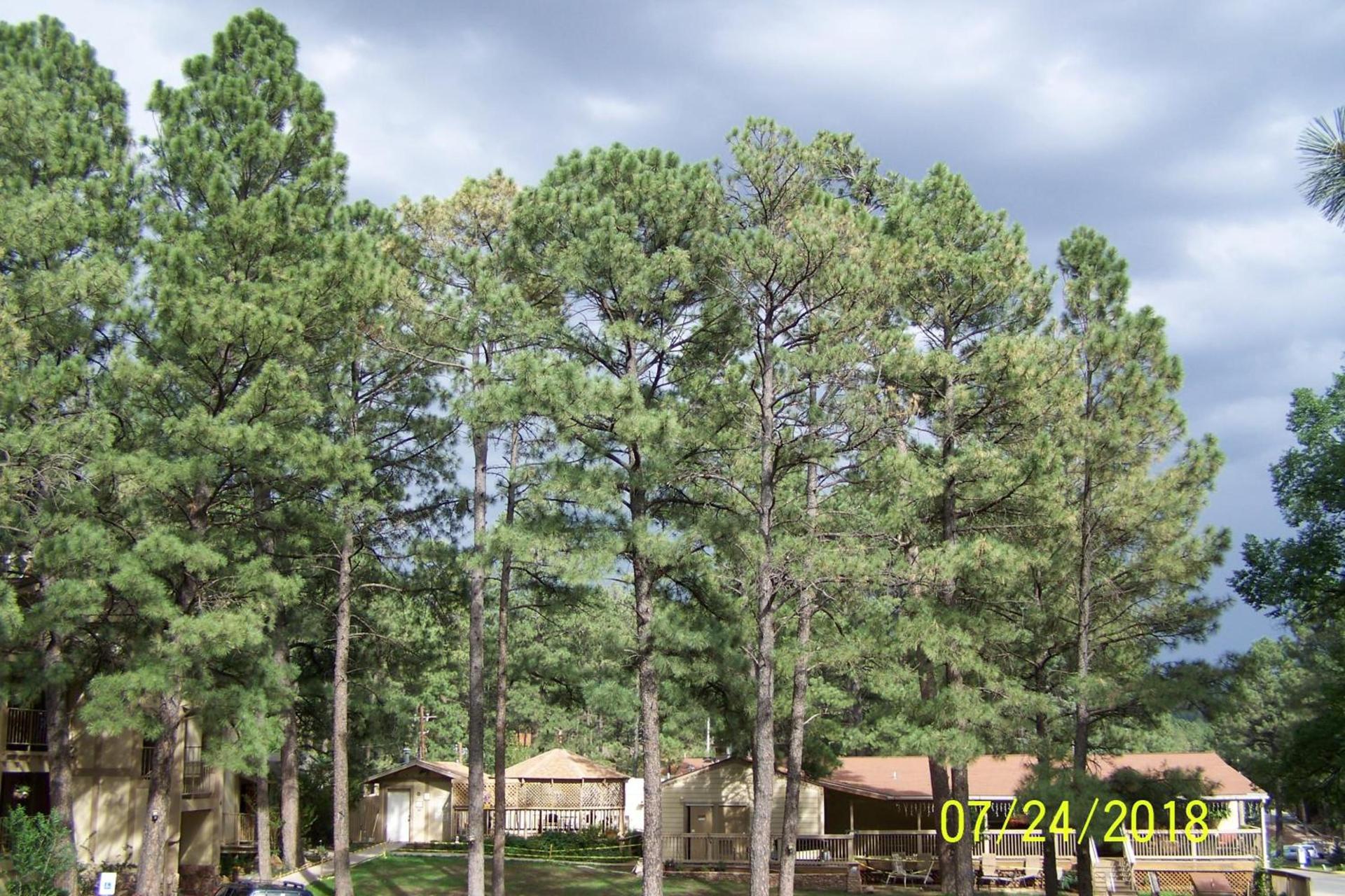Village Lodge photo 13