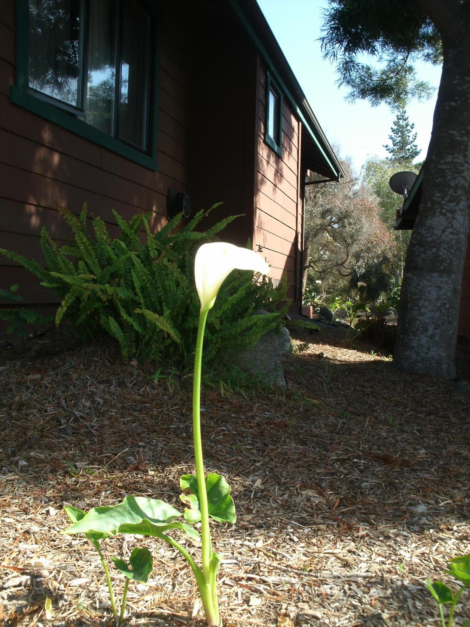 Rosedale Inn photo 14