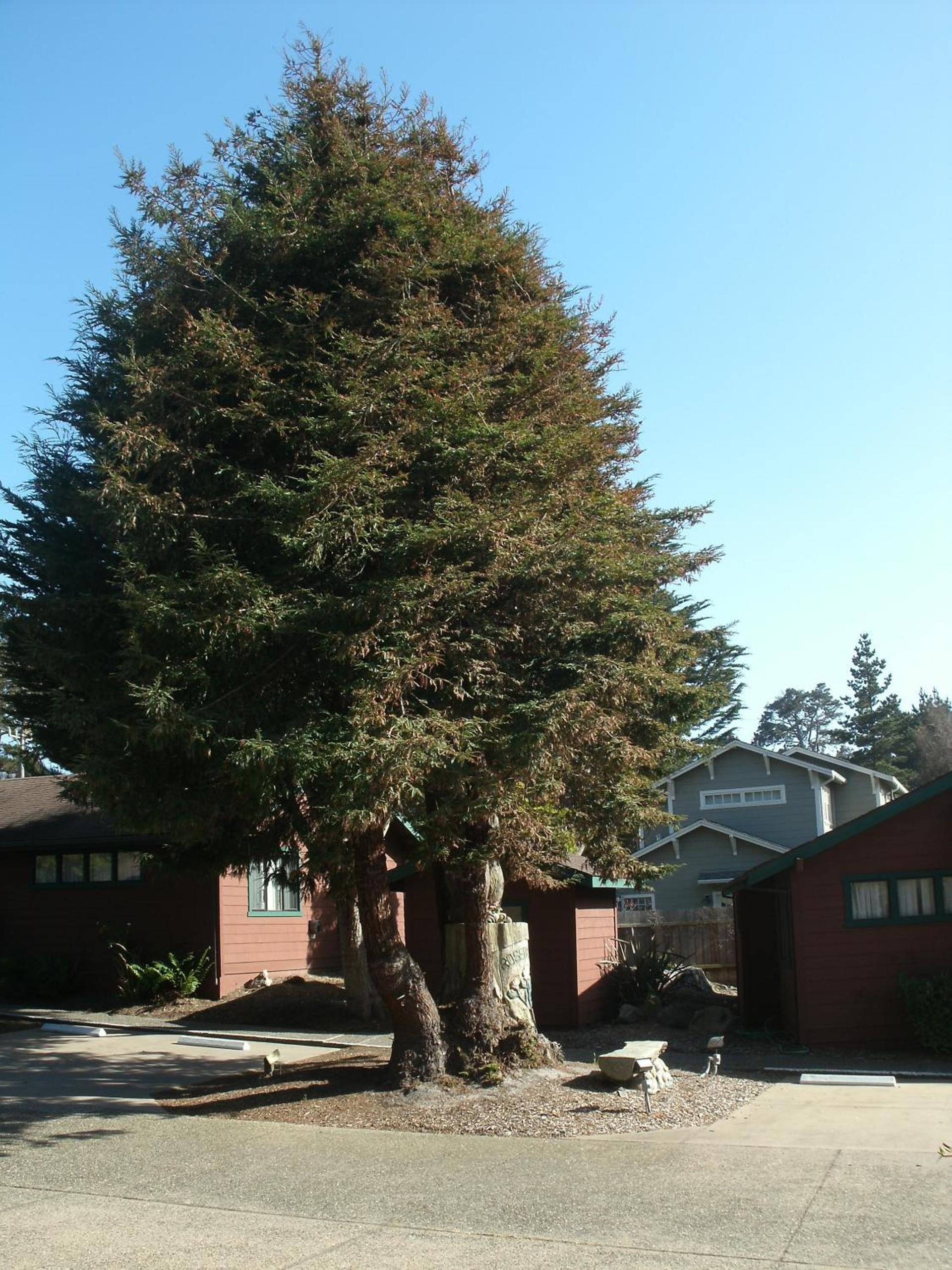 Rosedale Inn photo 15