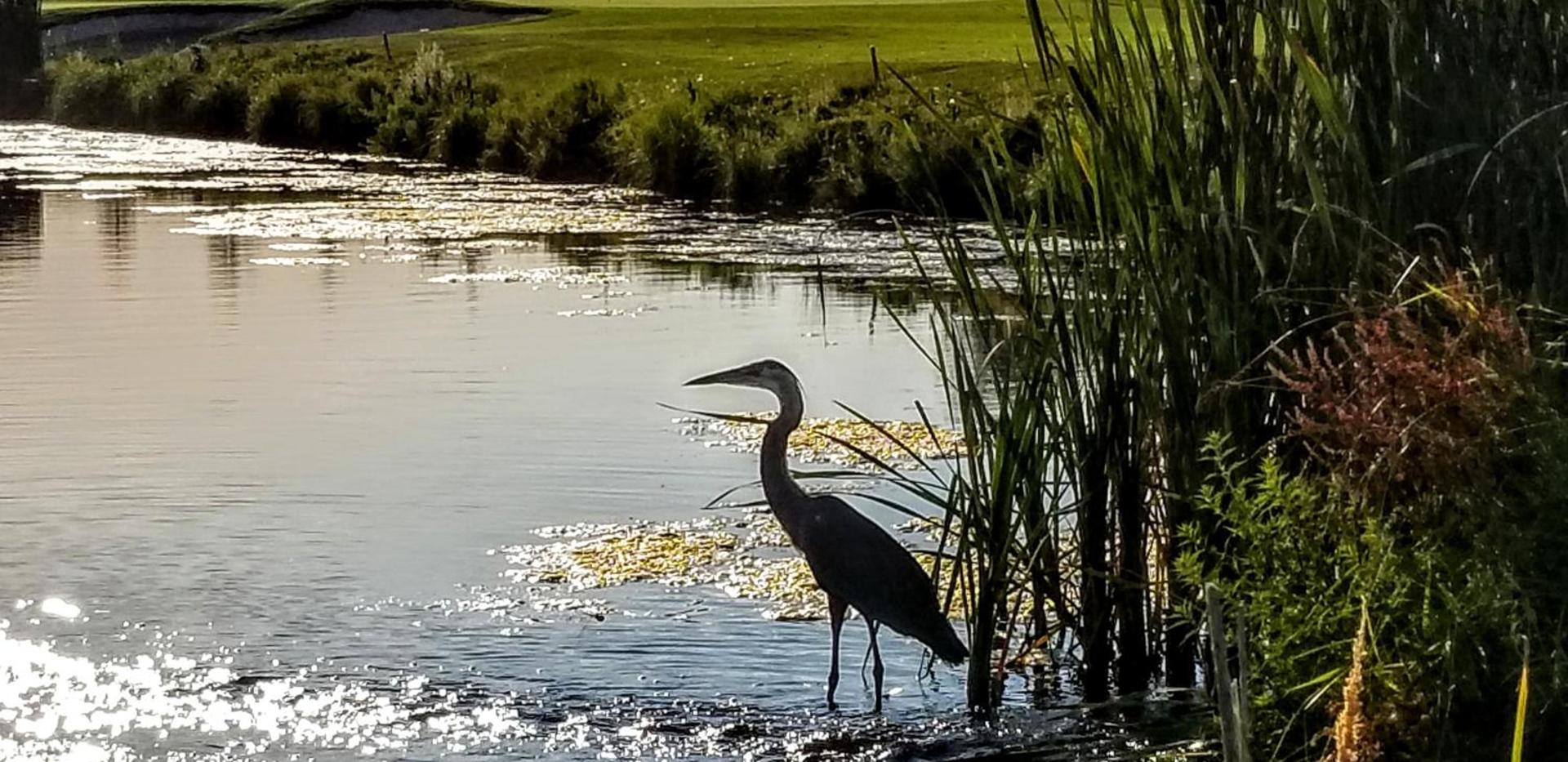 Resort at Eagle Point Golf Club Lodging photo 19