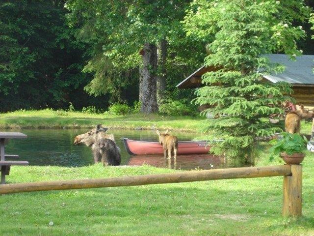 Hope Alaska's Bear Creek Lodge photo 29