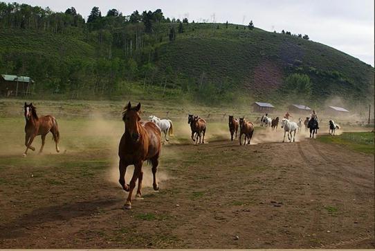 Parade Rest Ranch photo 13