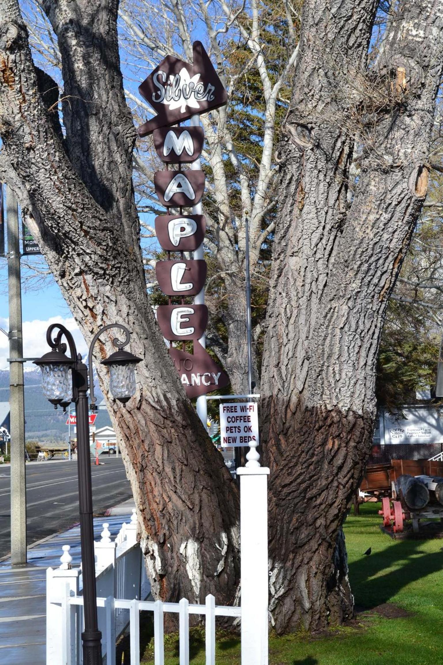 Silver Maple Inn photo 14